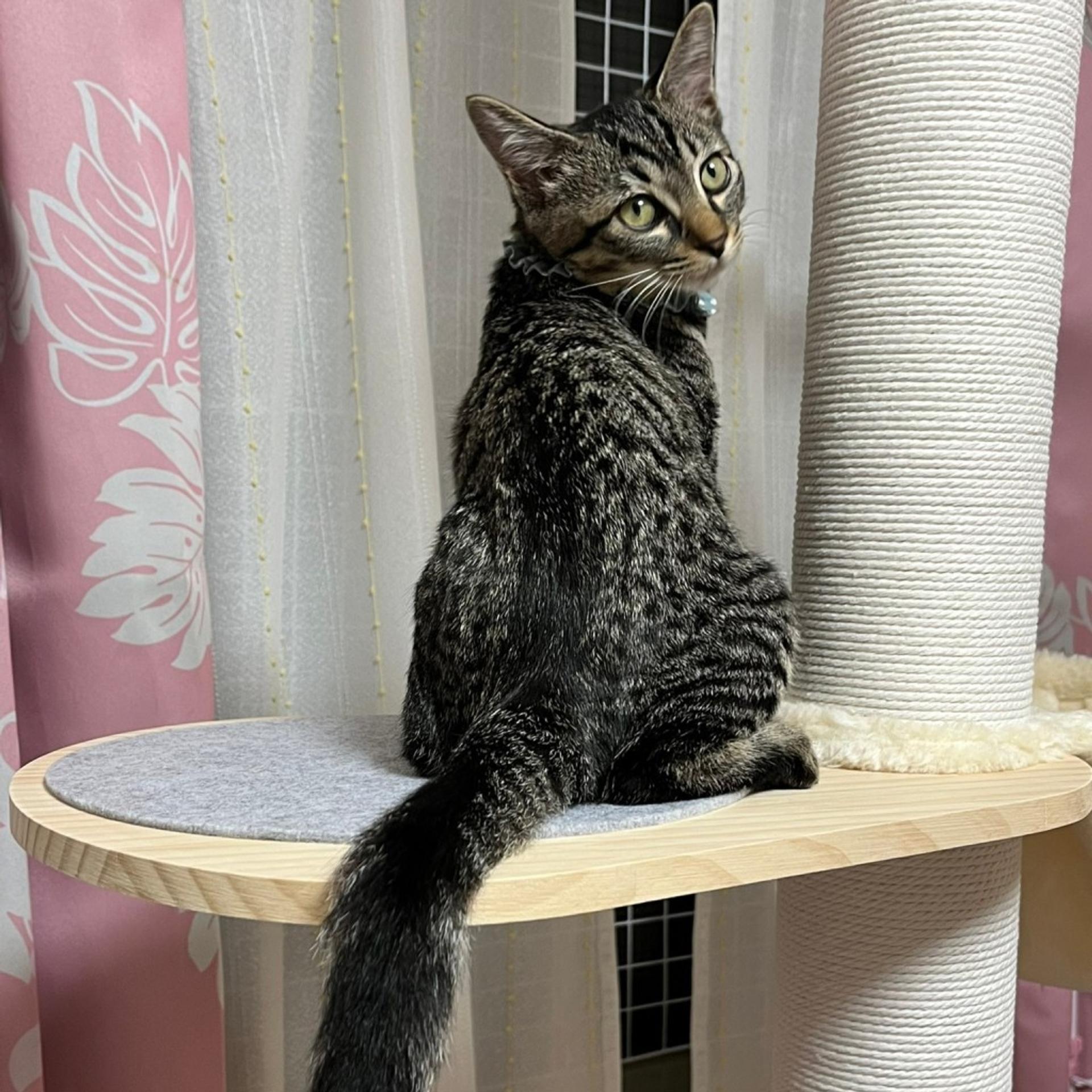 pet-image-2