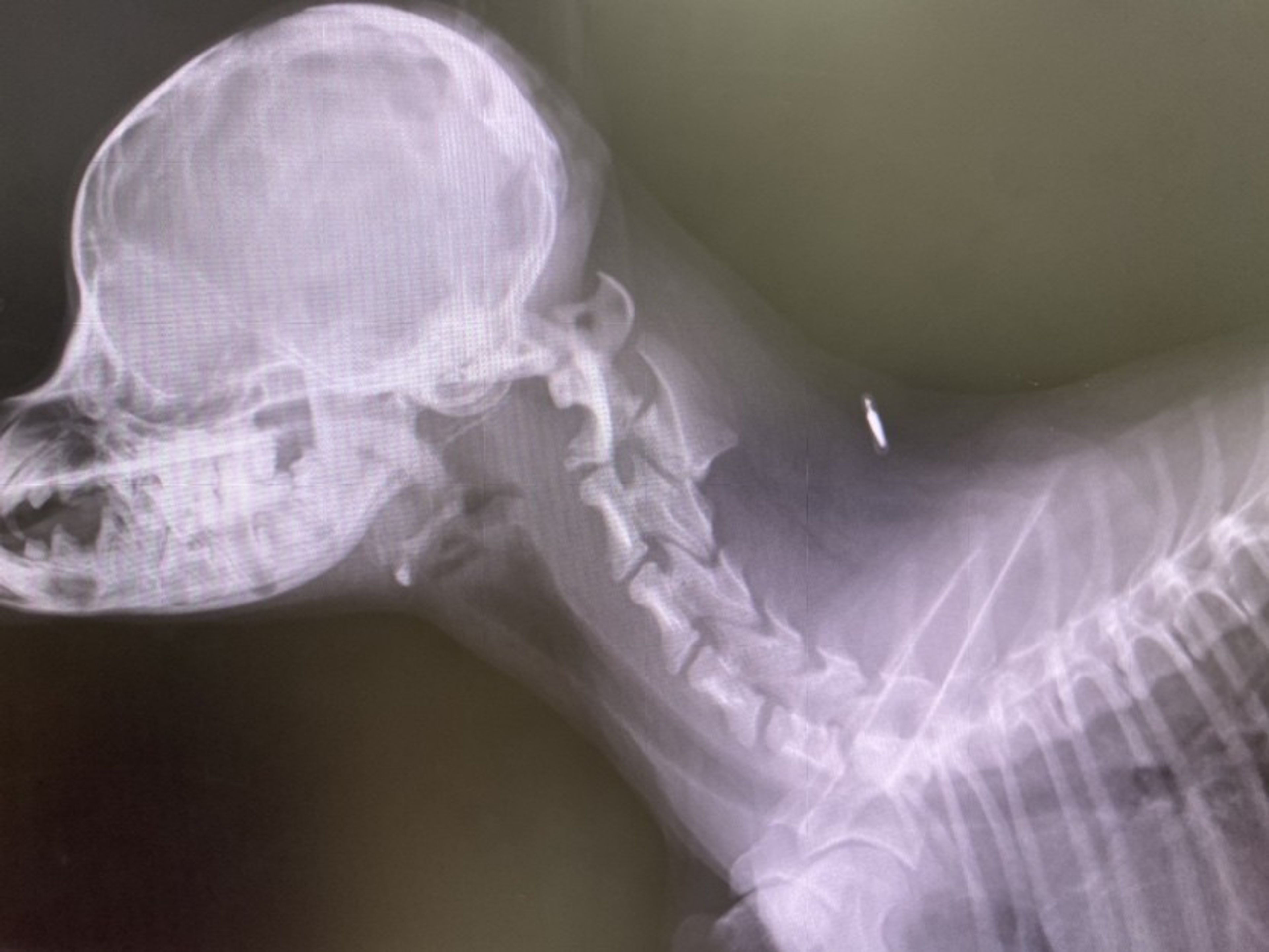 image-2