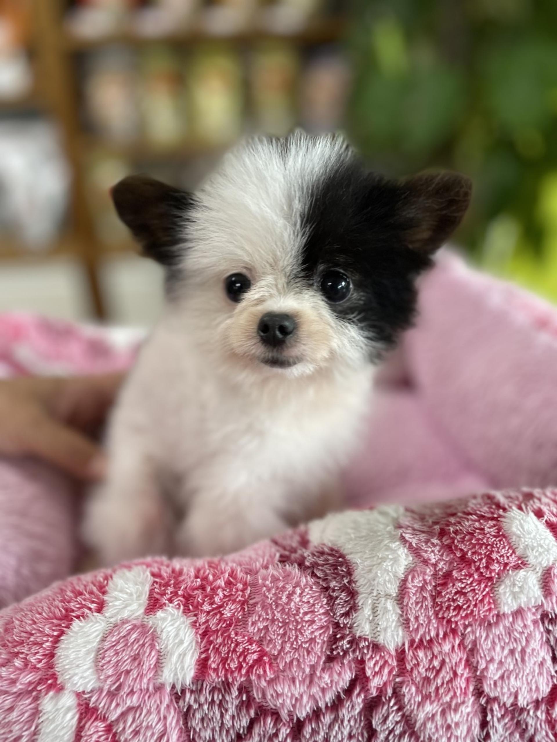 pet-image-2