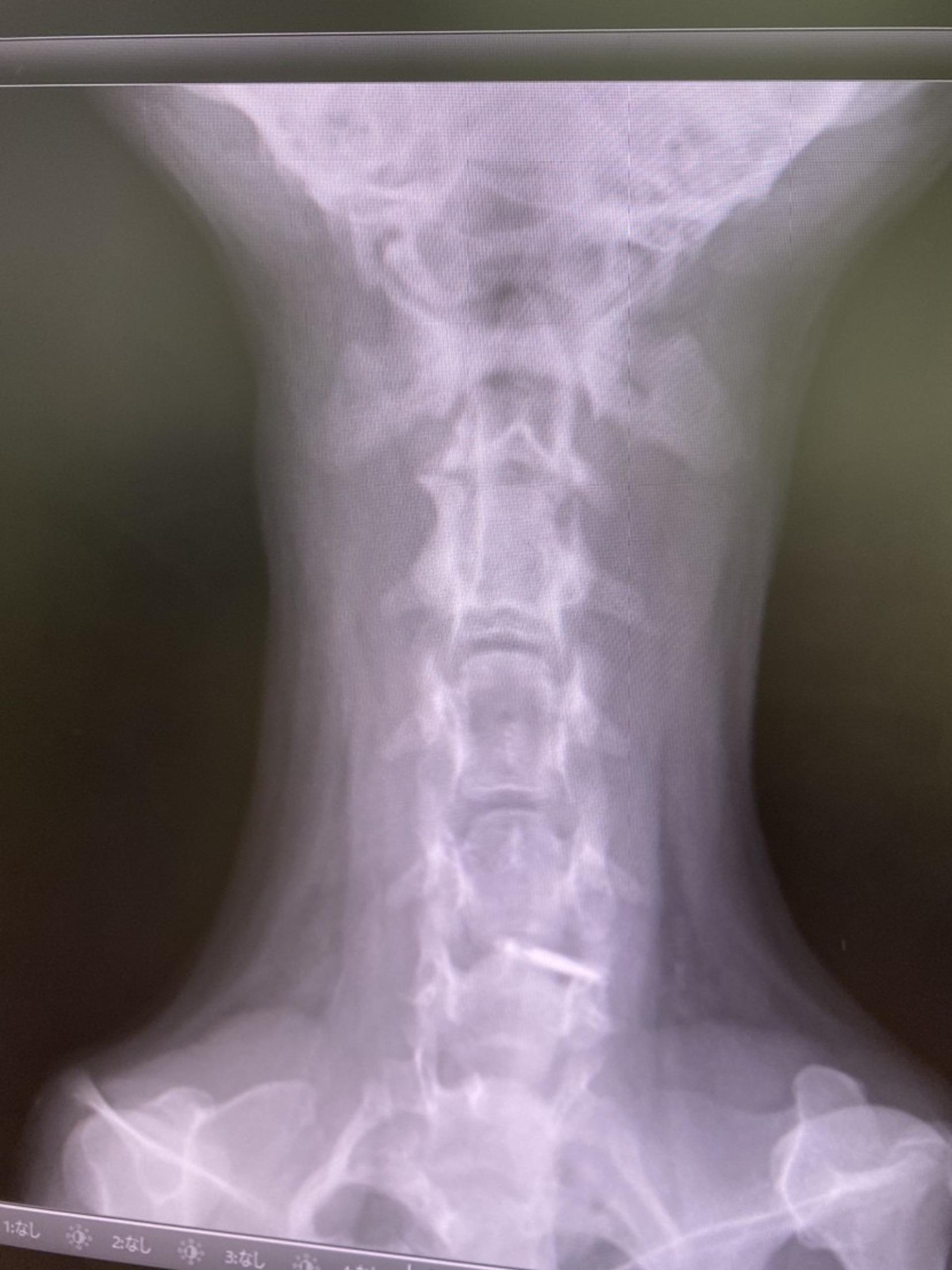 pet-image-4
