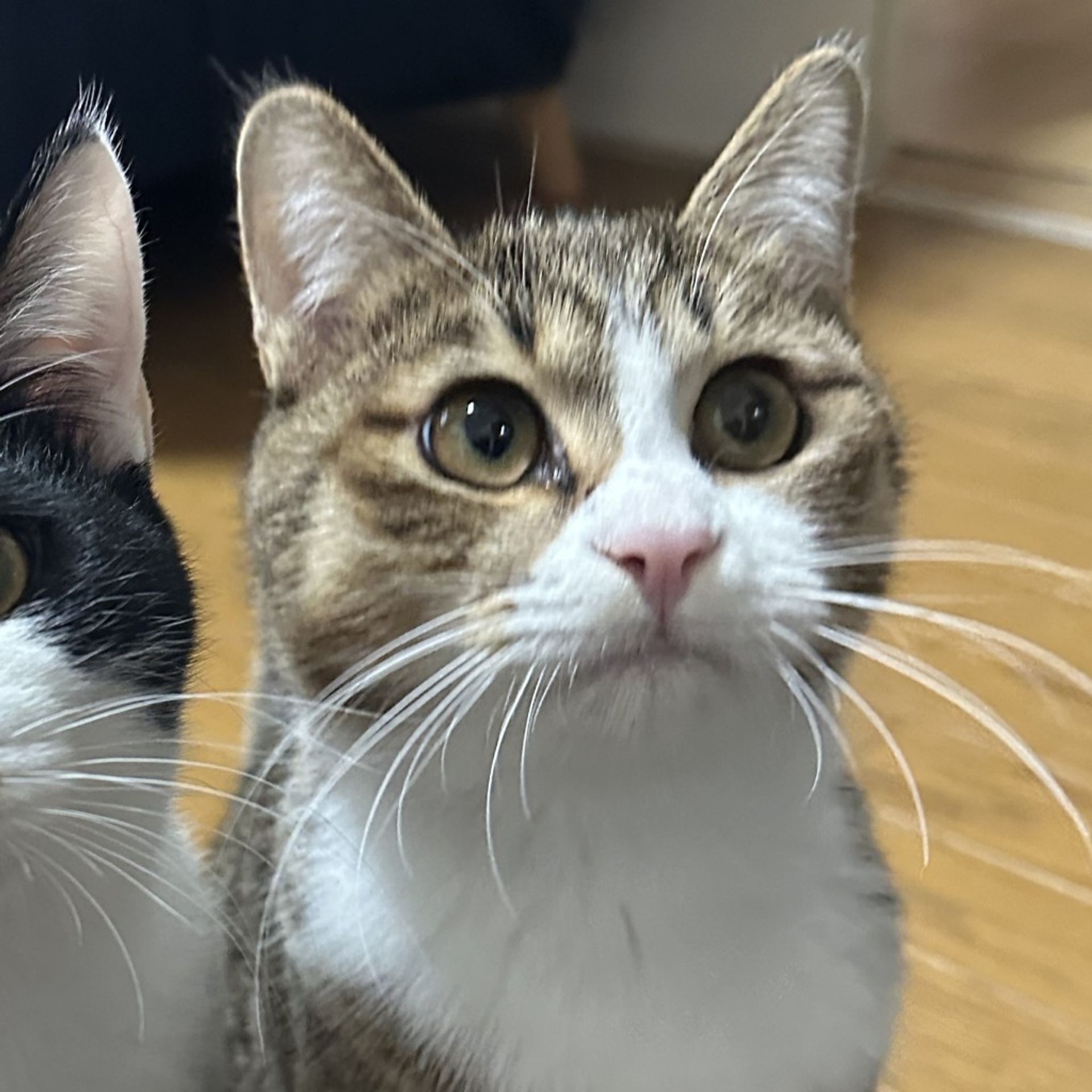 雑種（ミックス猫）・オスの里親募集の写真