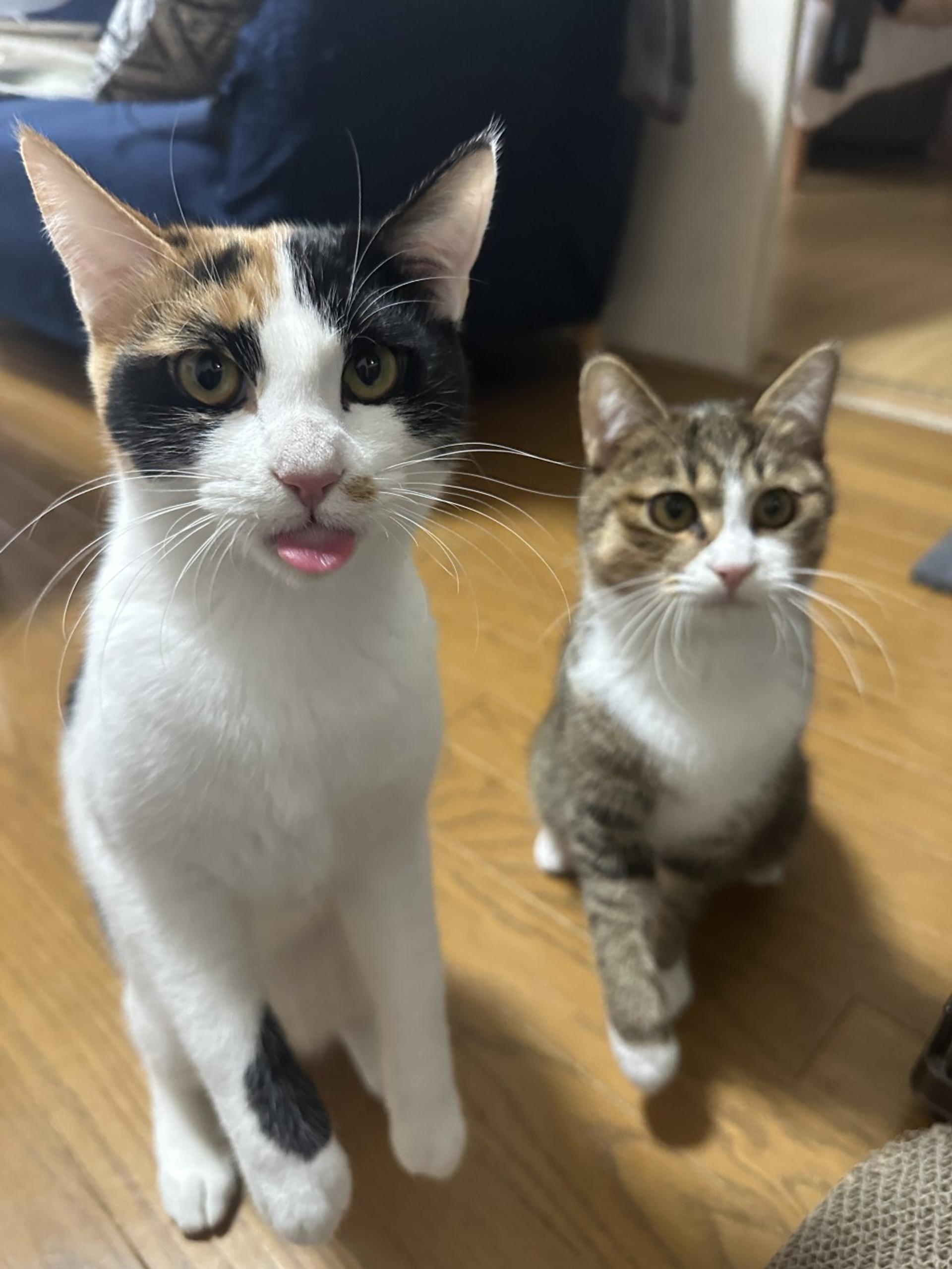 pet-image-5