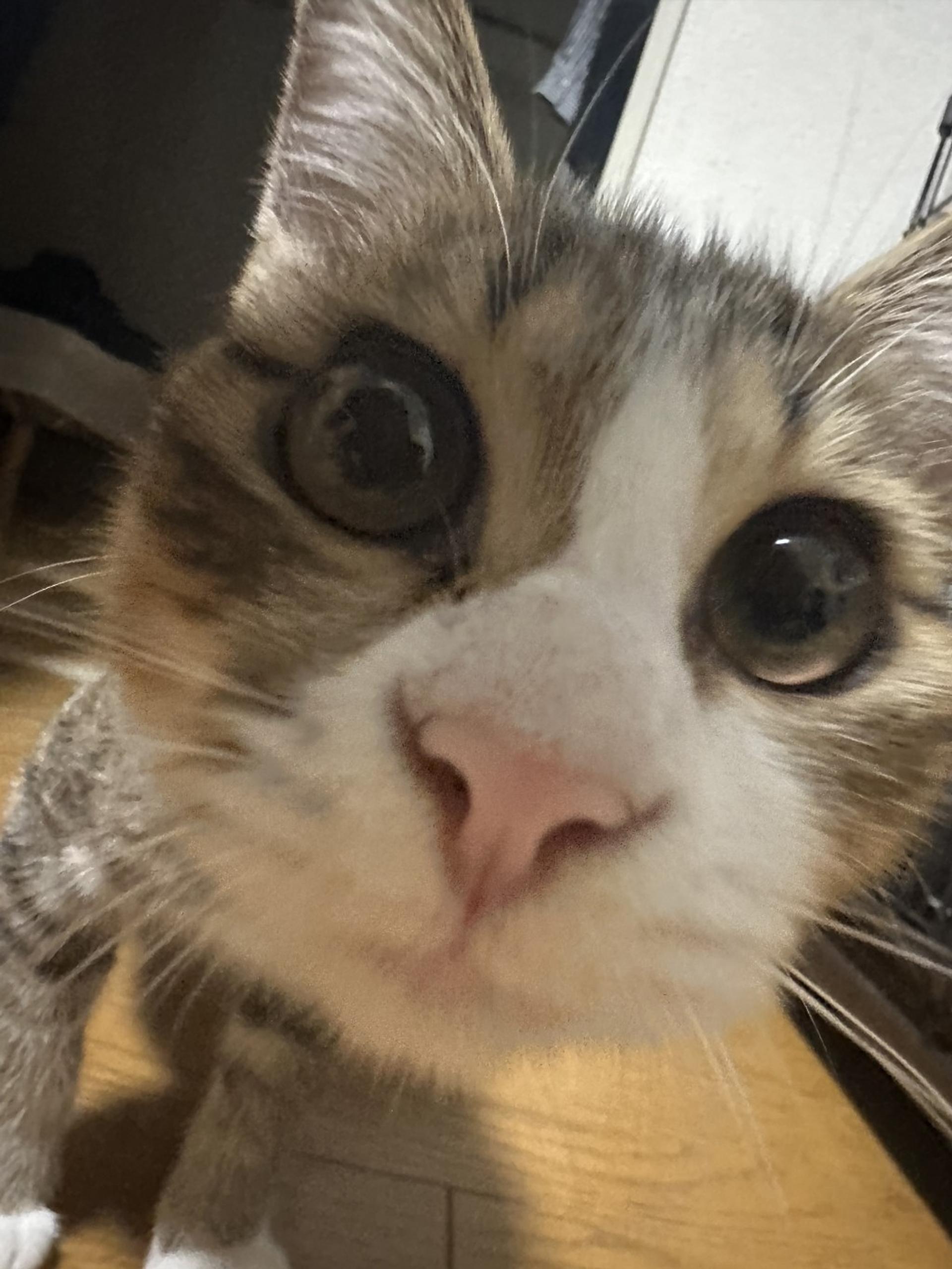 pet-image-3