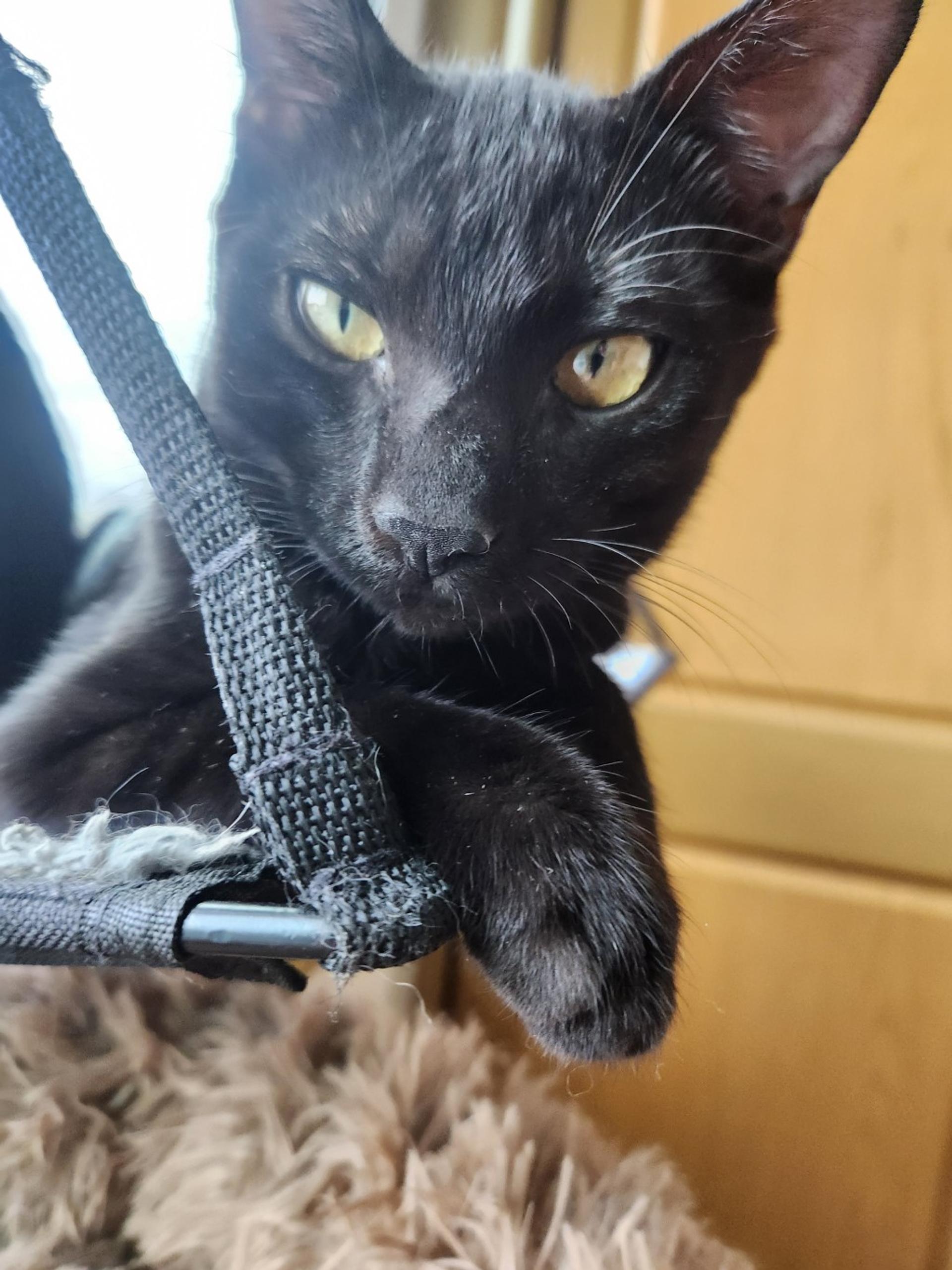 pet-image-4