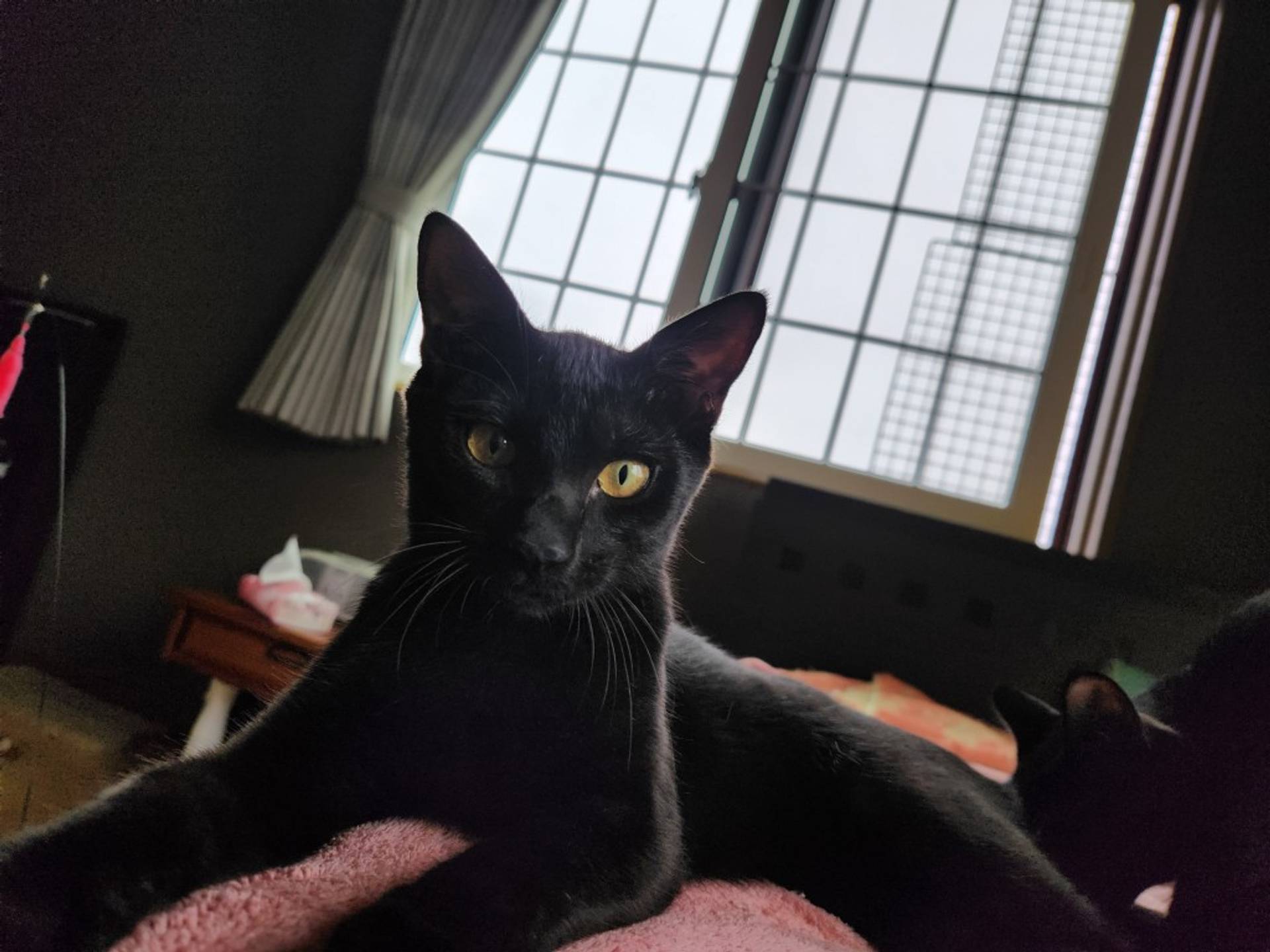 雑種（ミックス猫）・オスの里親募集の写真