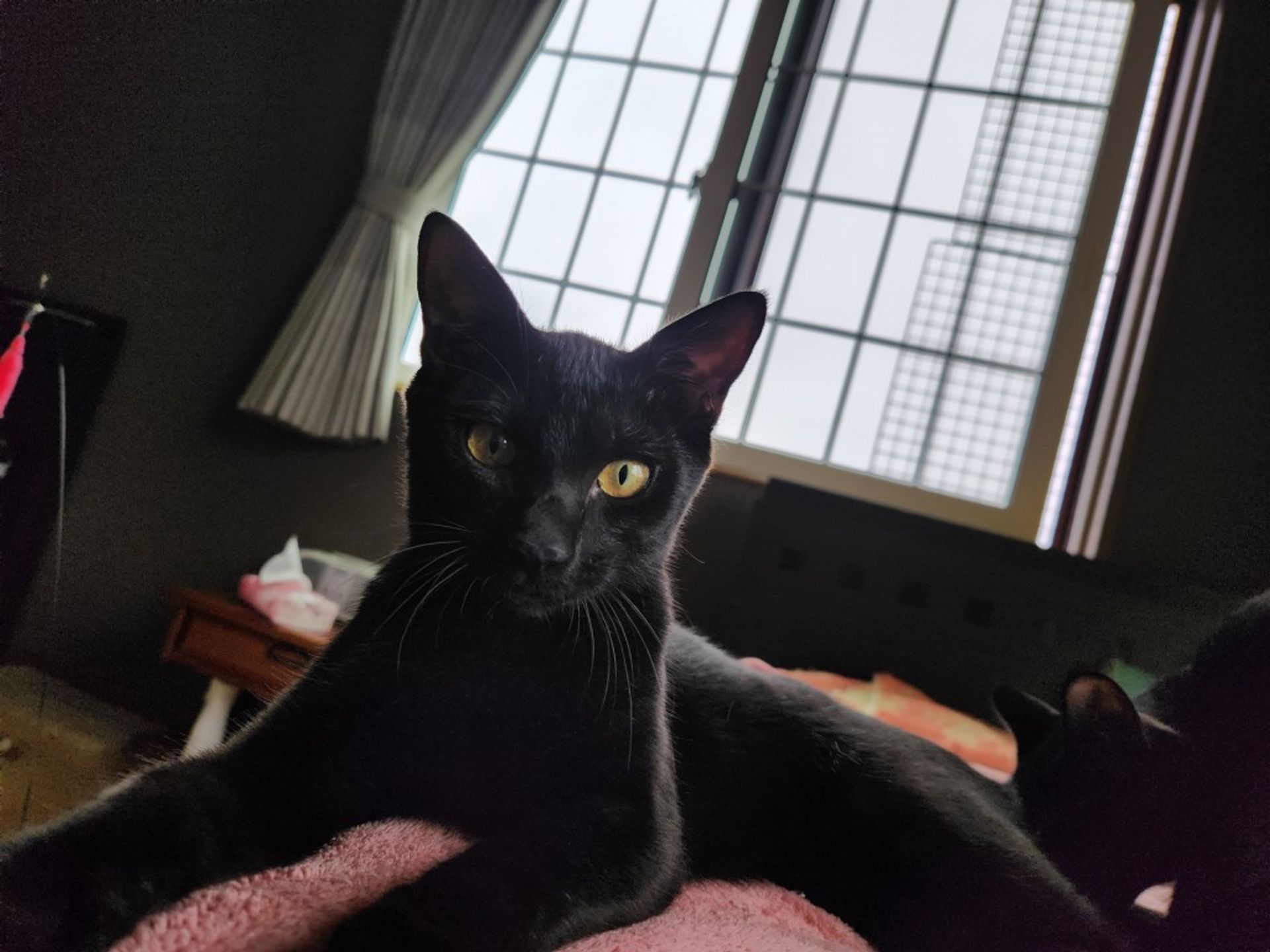雑種（ミックス猫）・オスの里親募集の写真