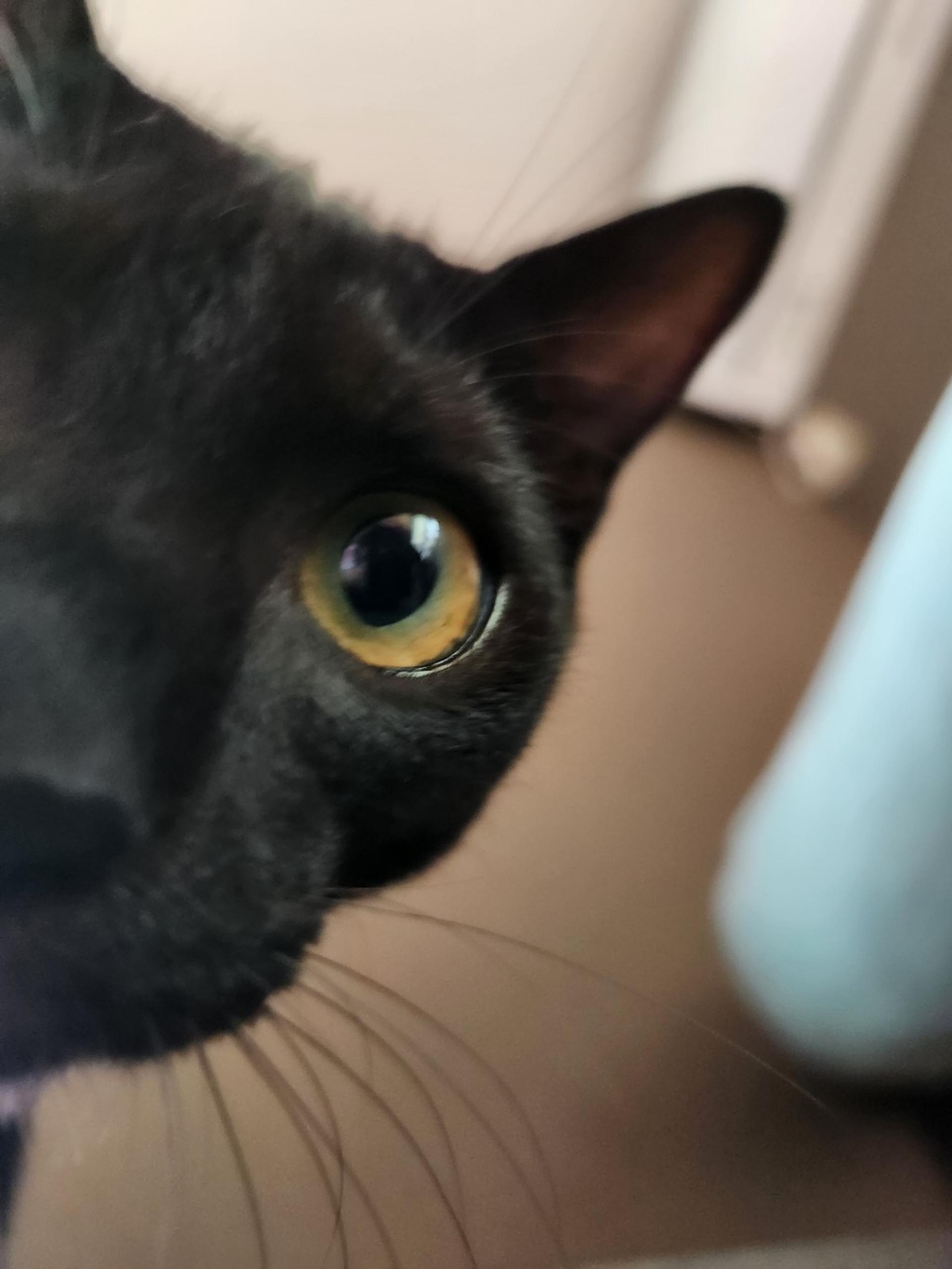 pet-image-5