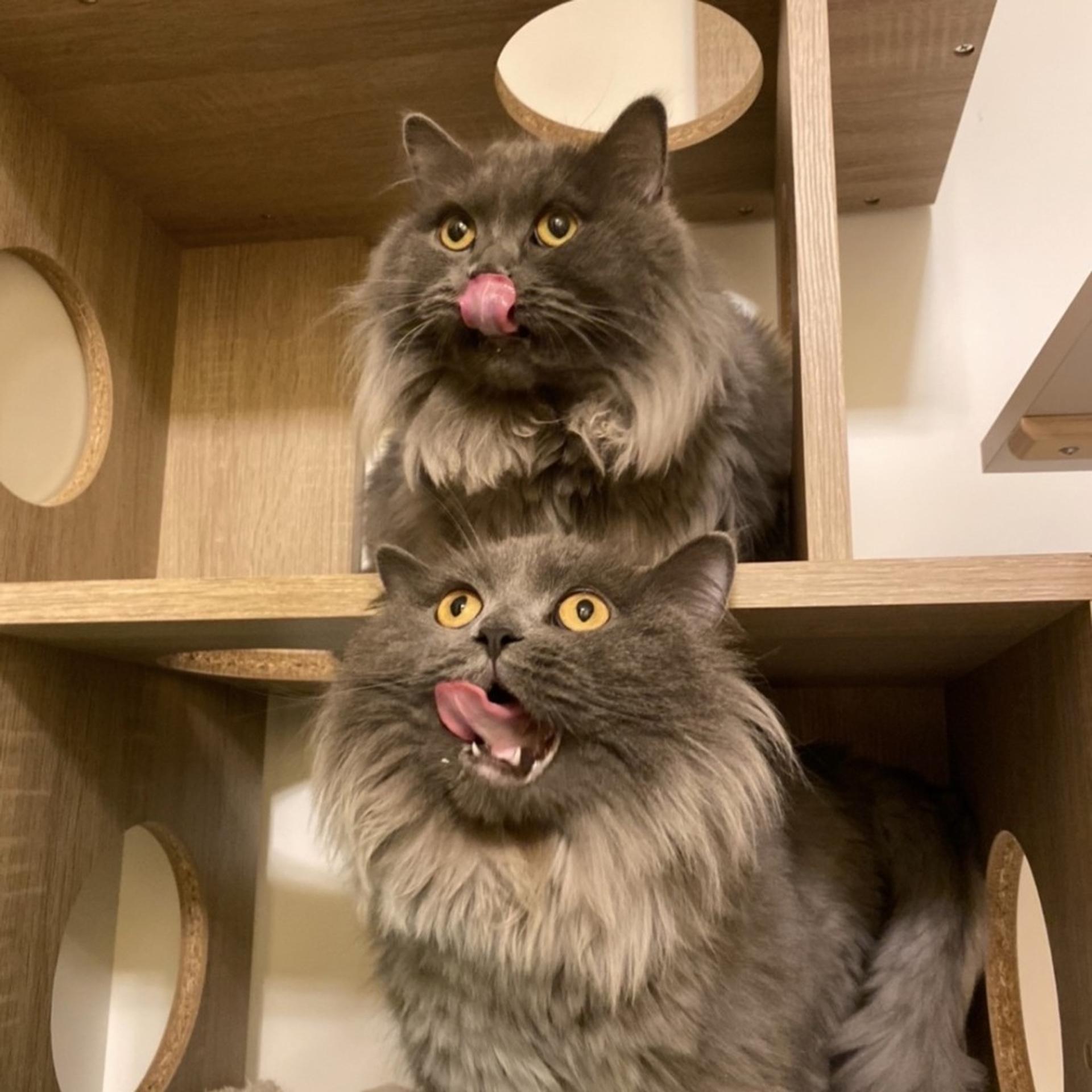 pet-image-4