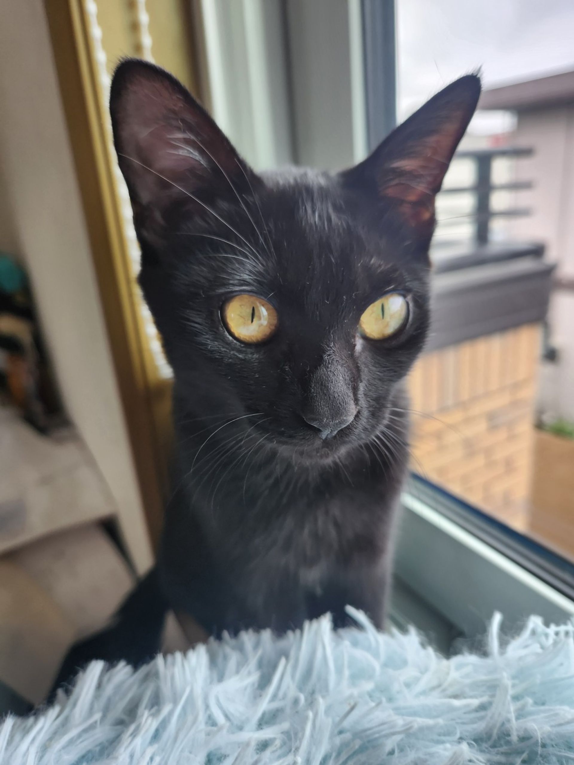 雑種（ミックス猫）・メスの里親募集の写真