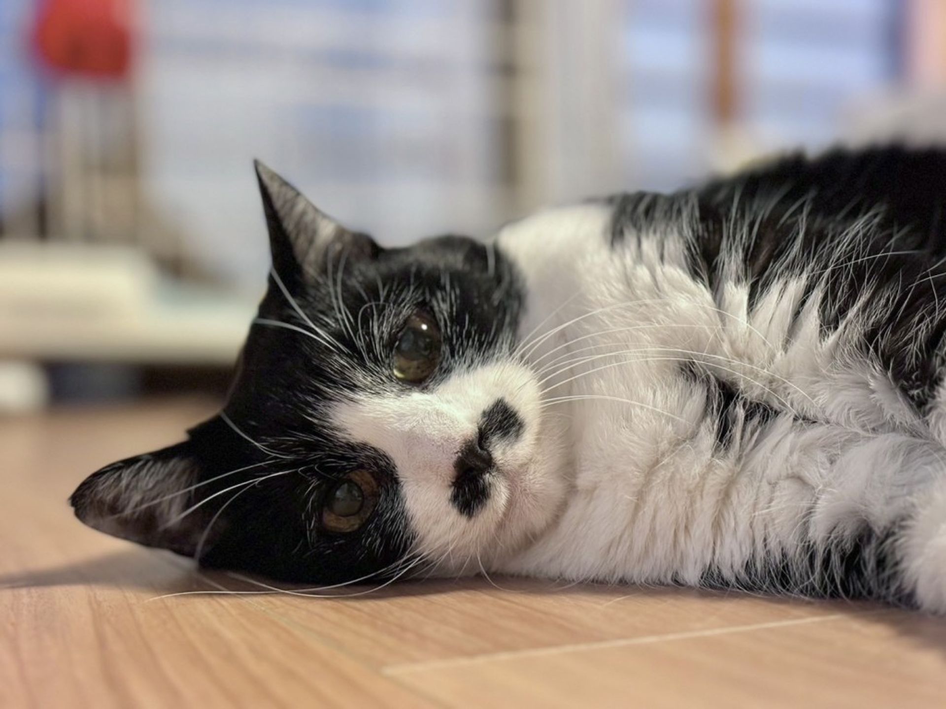 雑種（ミックス猫）・メスの里親募集の写真