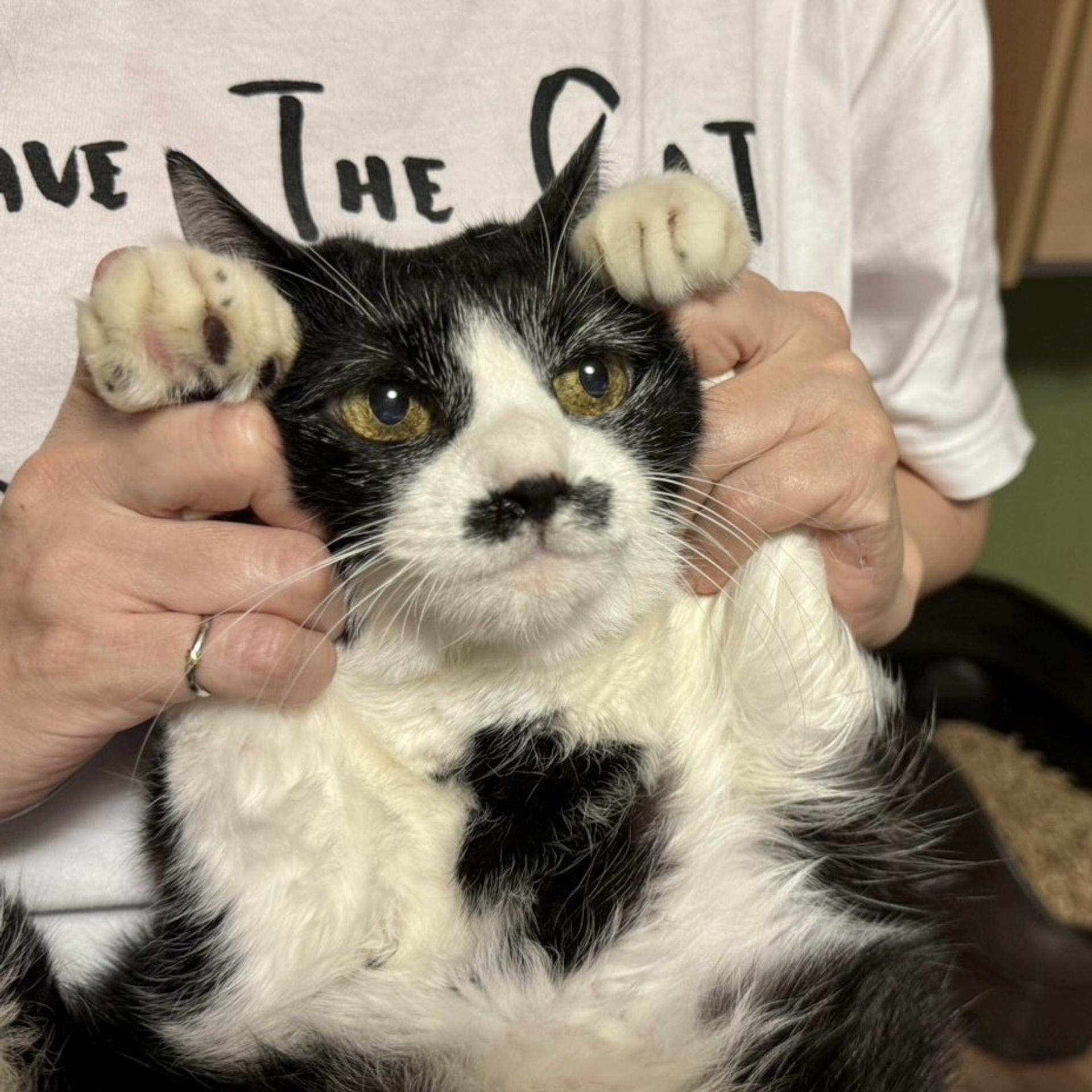 pet-image-2