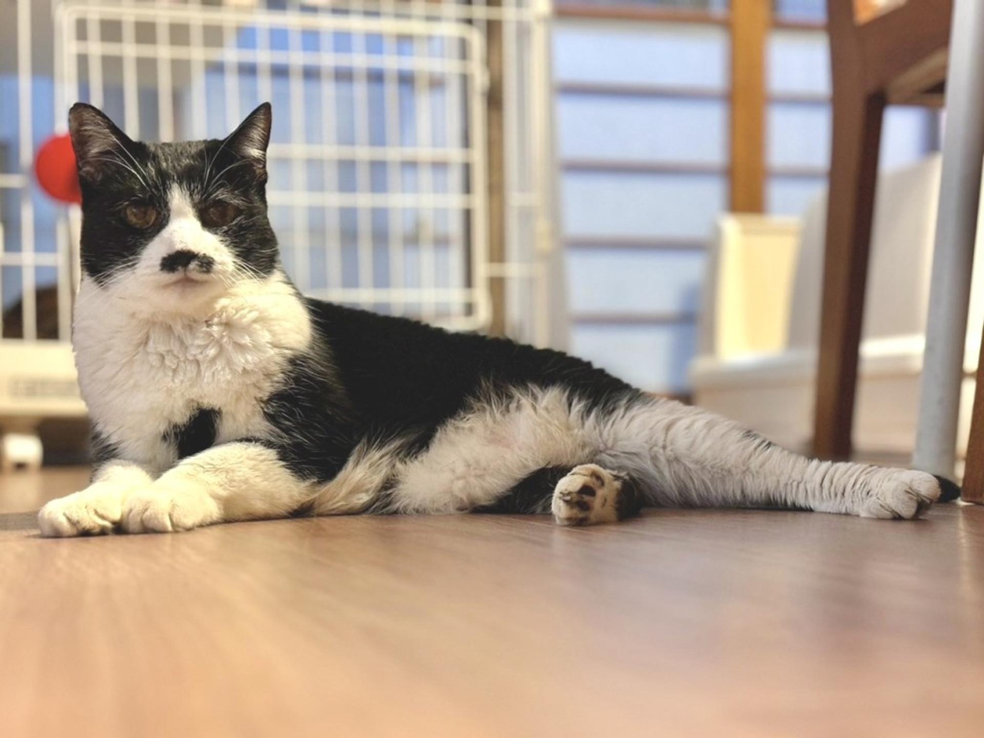 pet-image-4