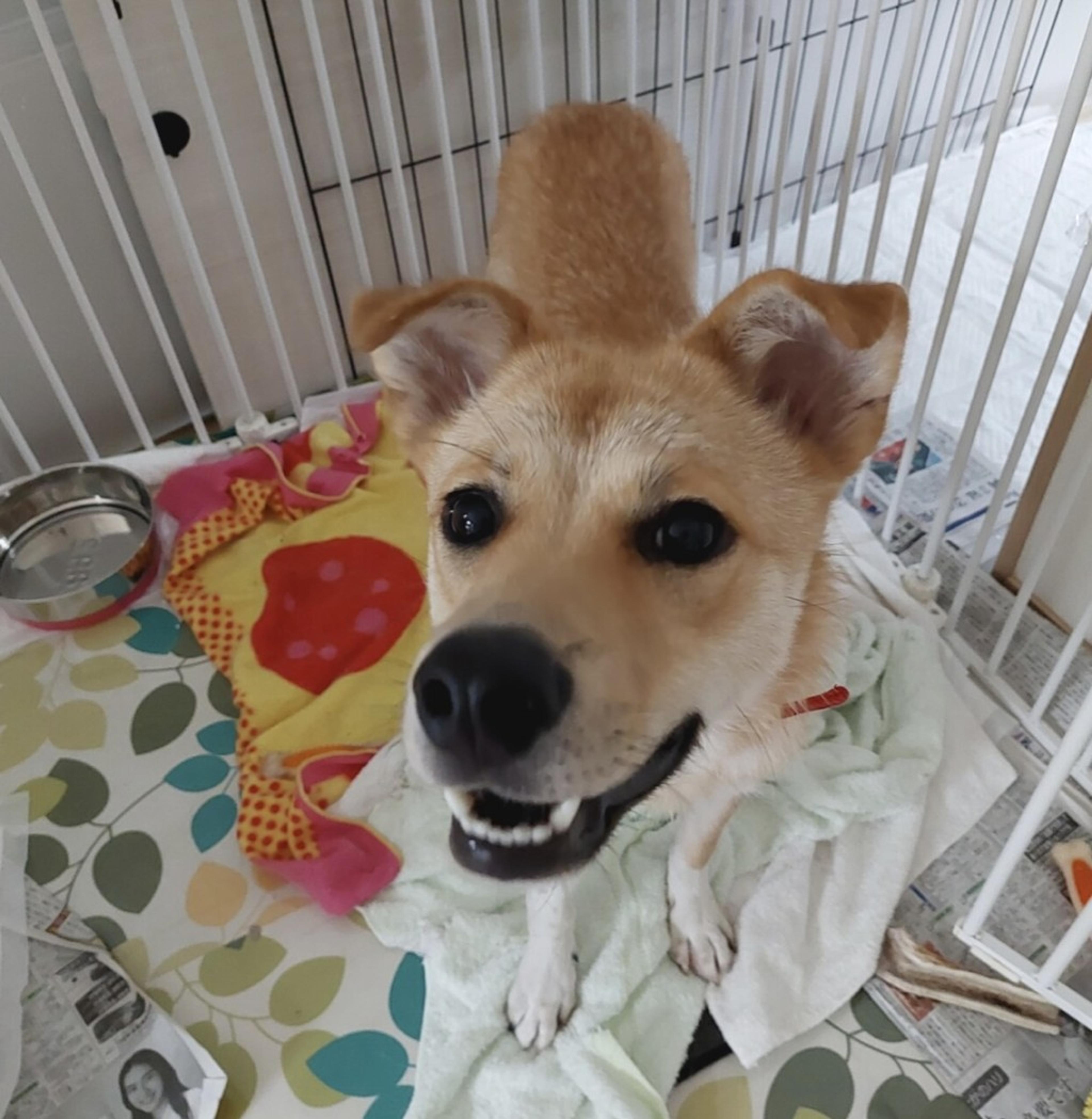pet-image-2