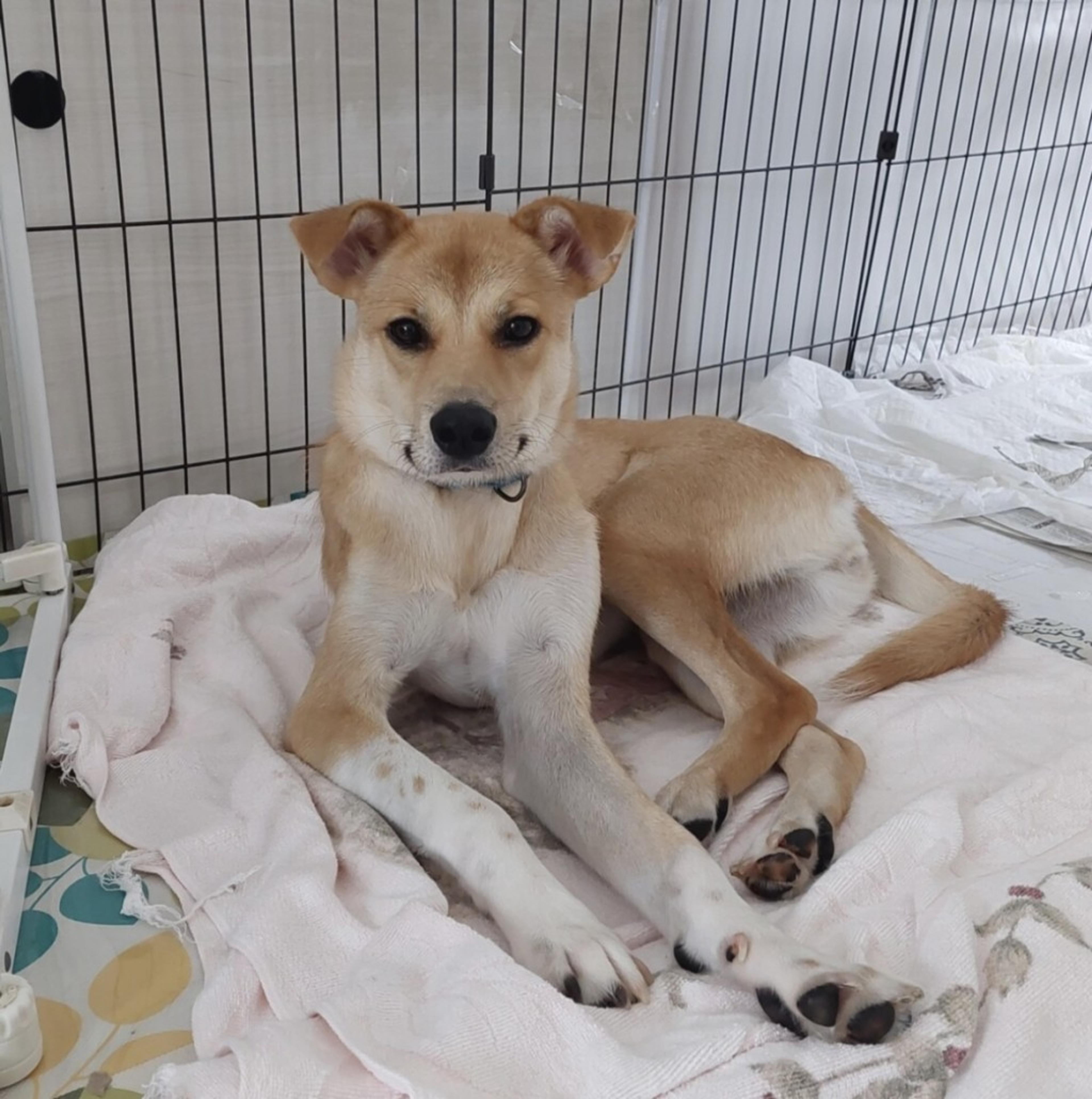 pet-image-3