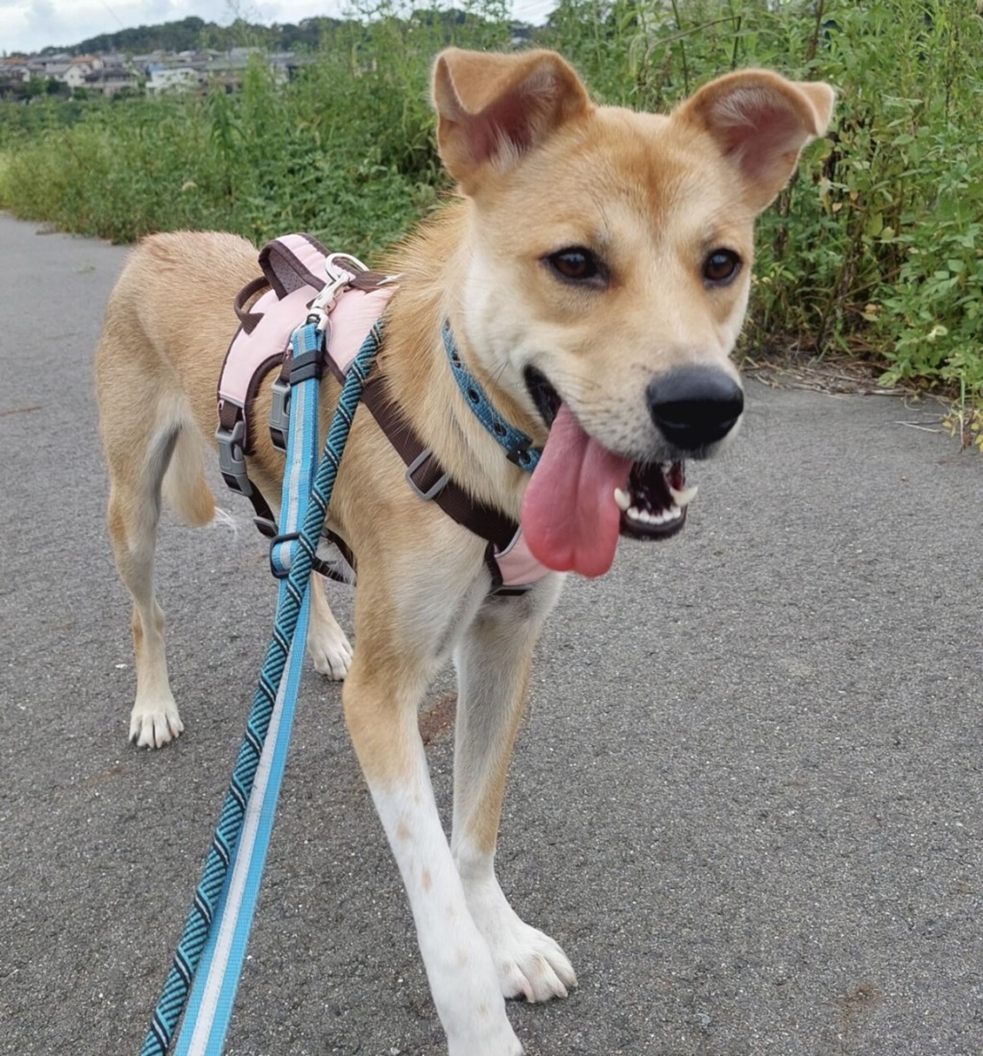 雑種（ミックス犬）・メスの里親募集の写真