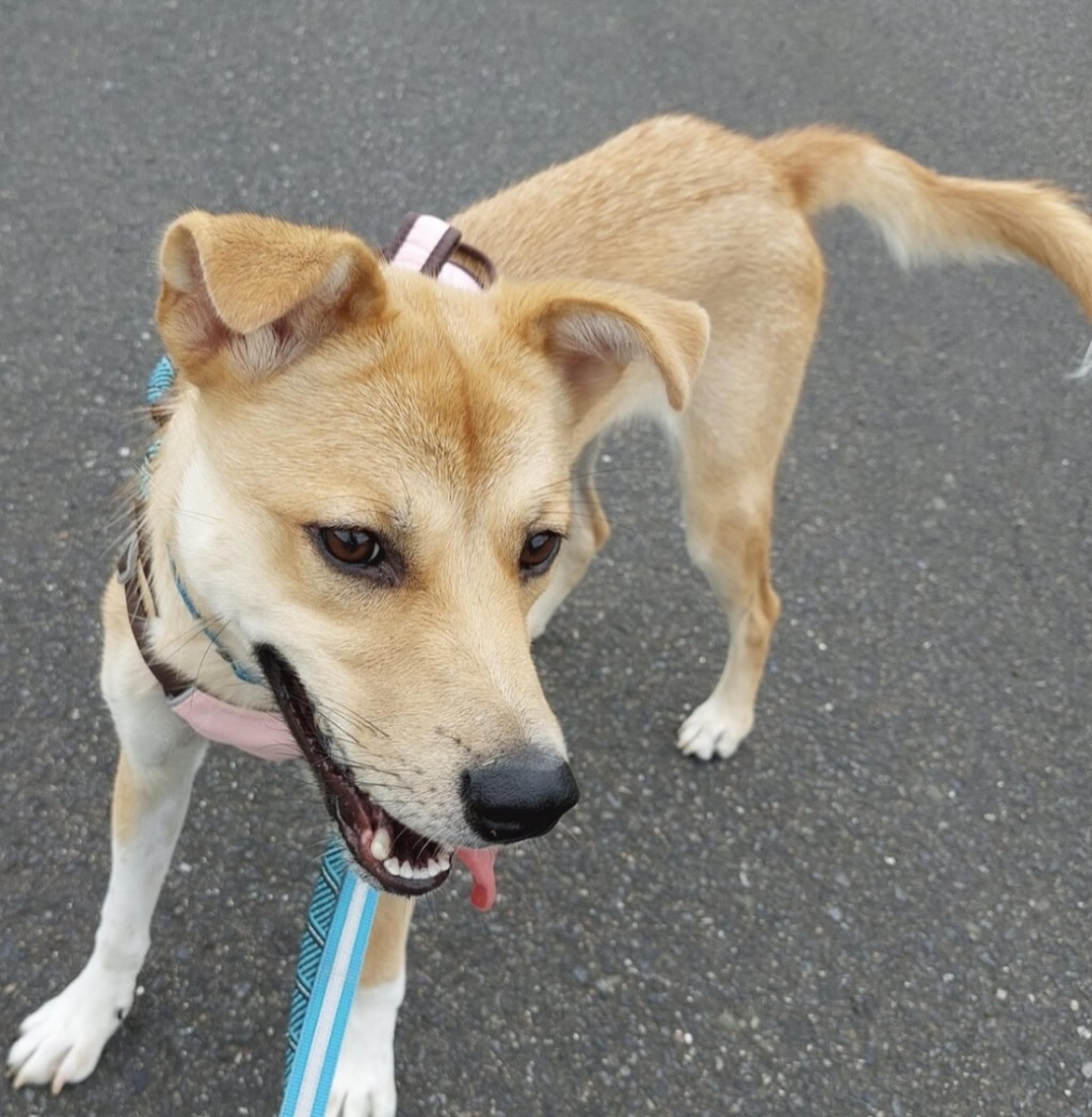 pet-image-6