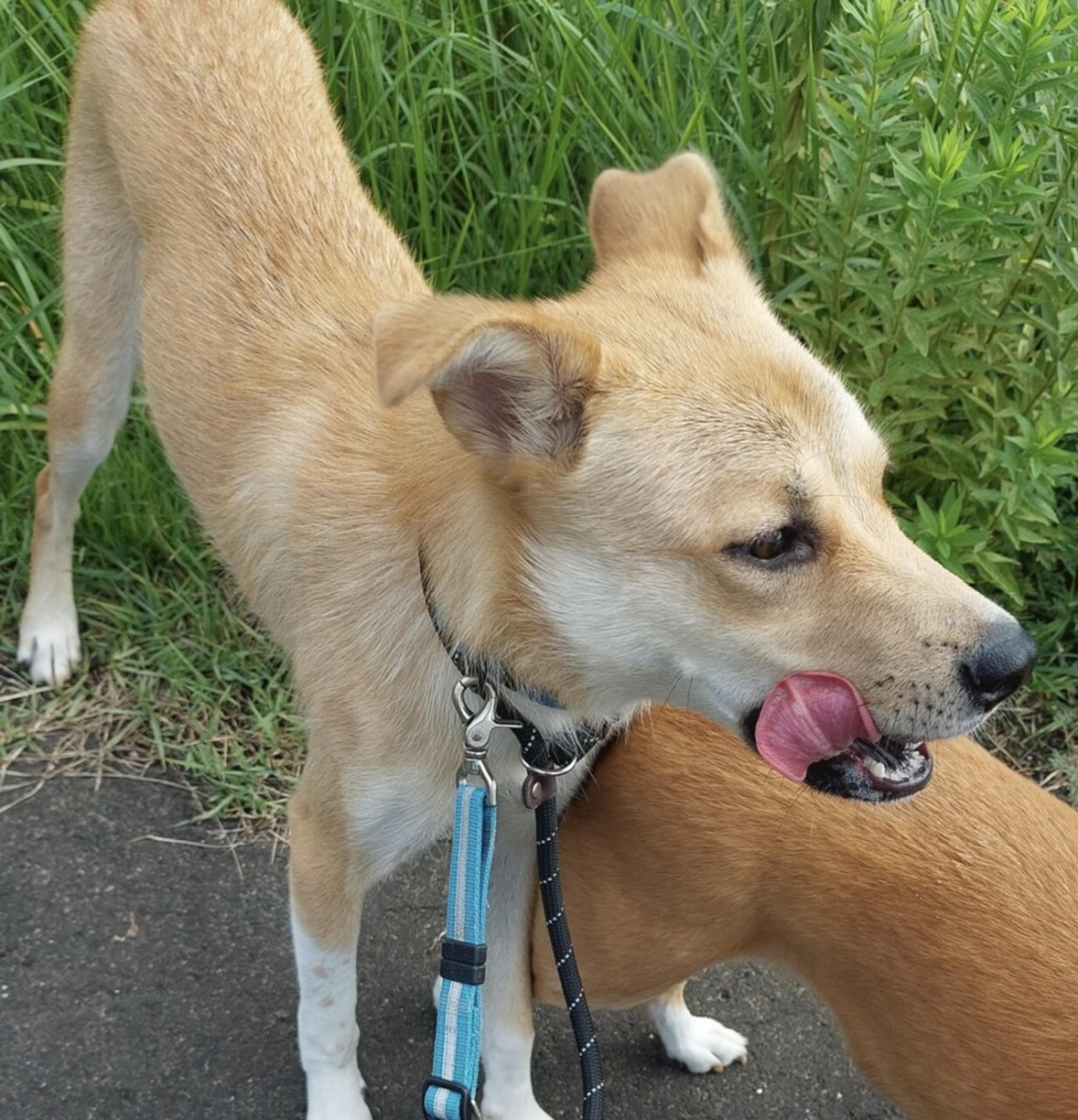 pet-image-7