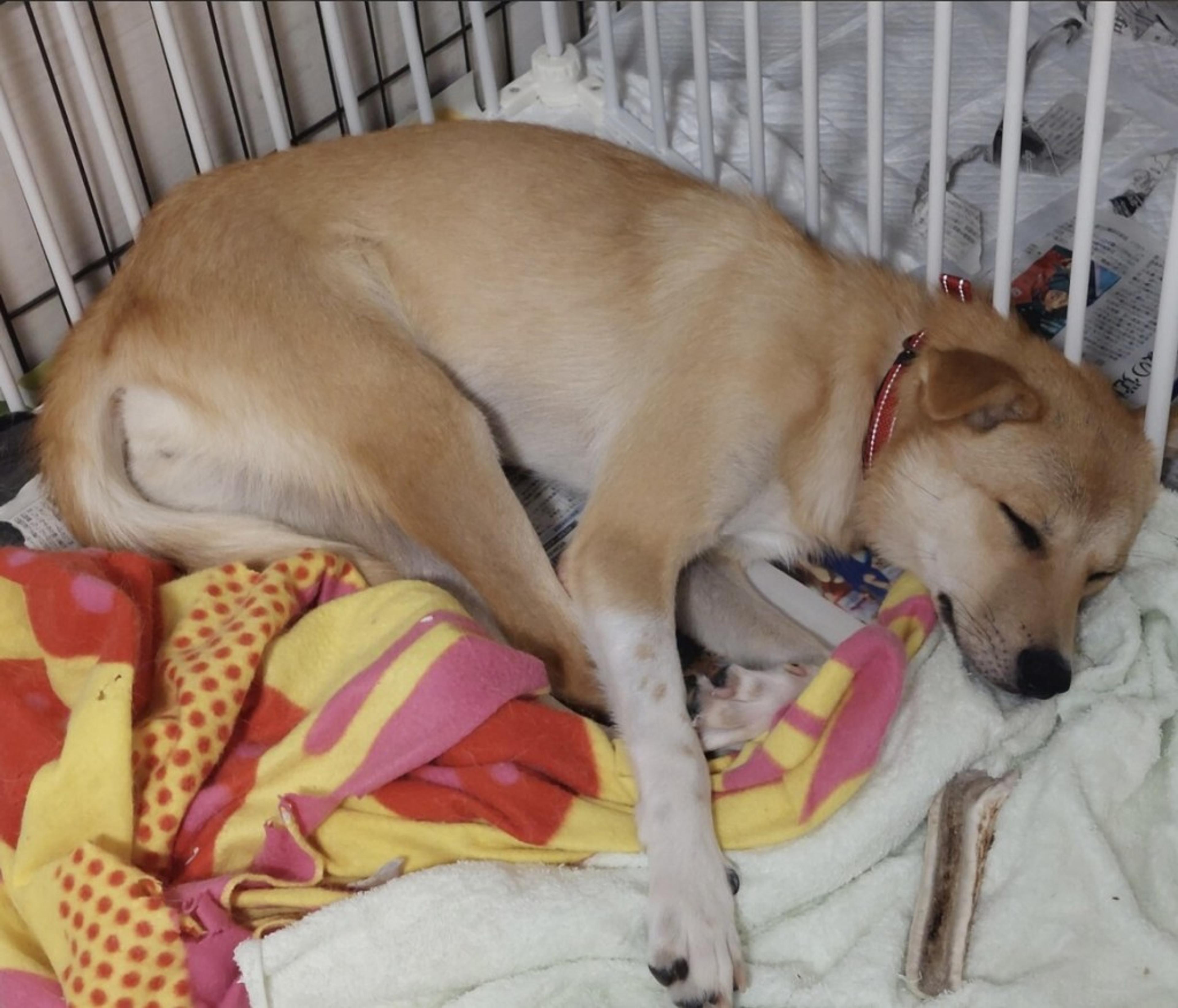 pet-image-4