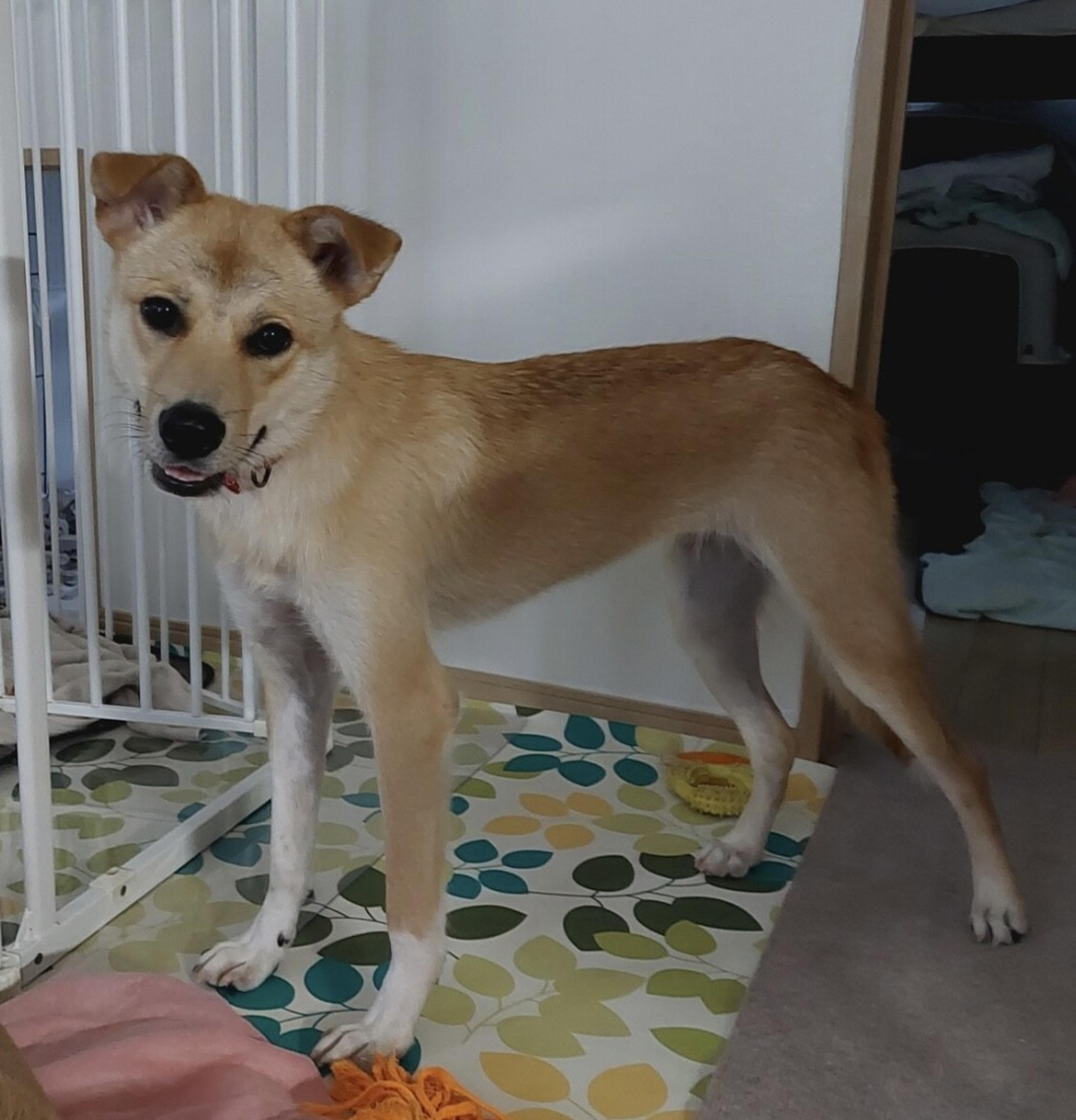 pet-image-5