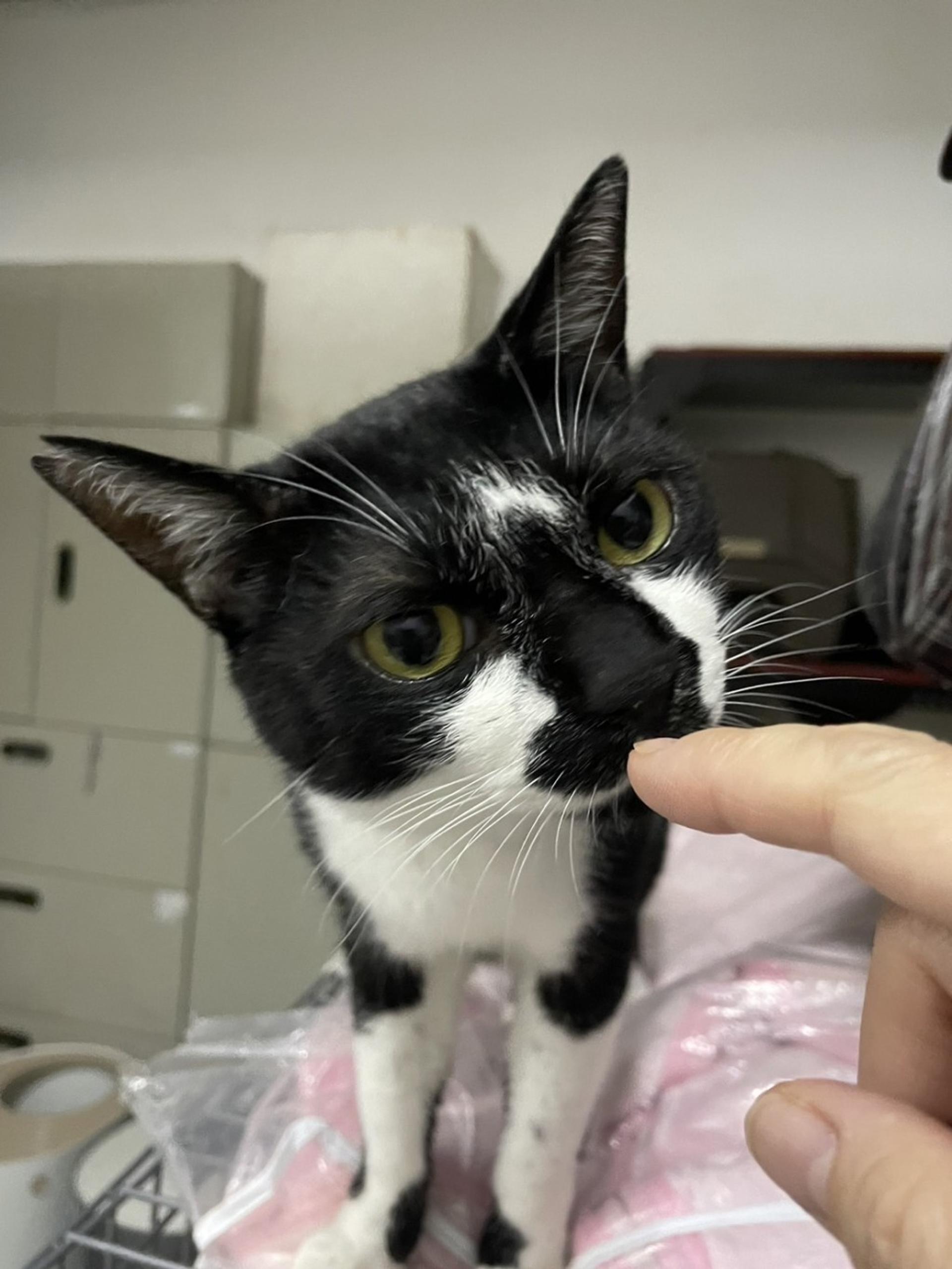 pet-image-4