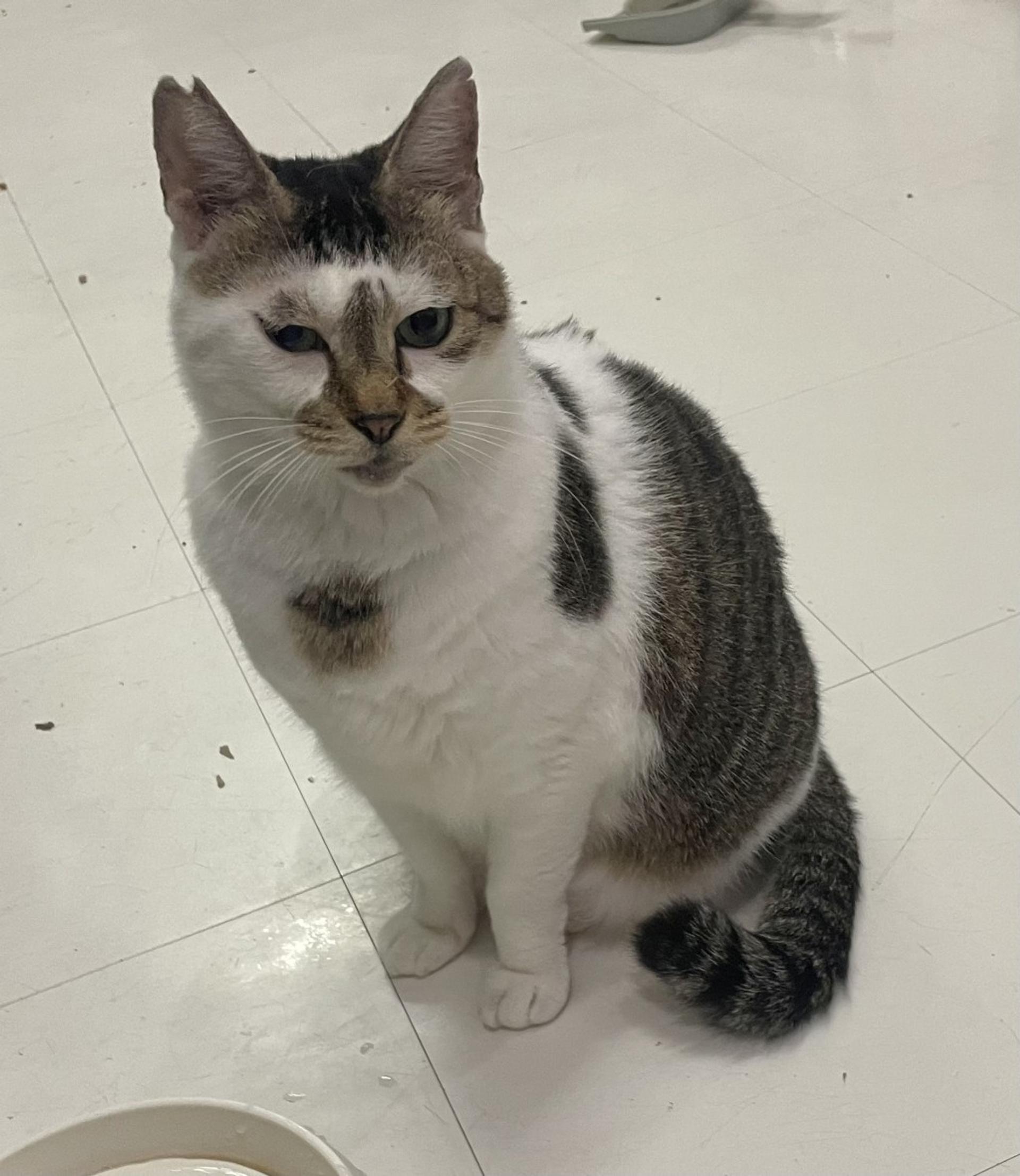 pet-image-2