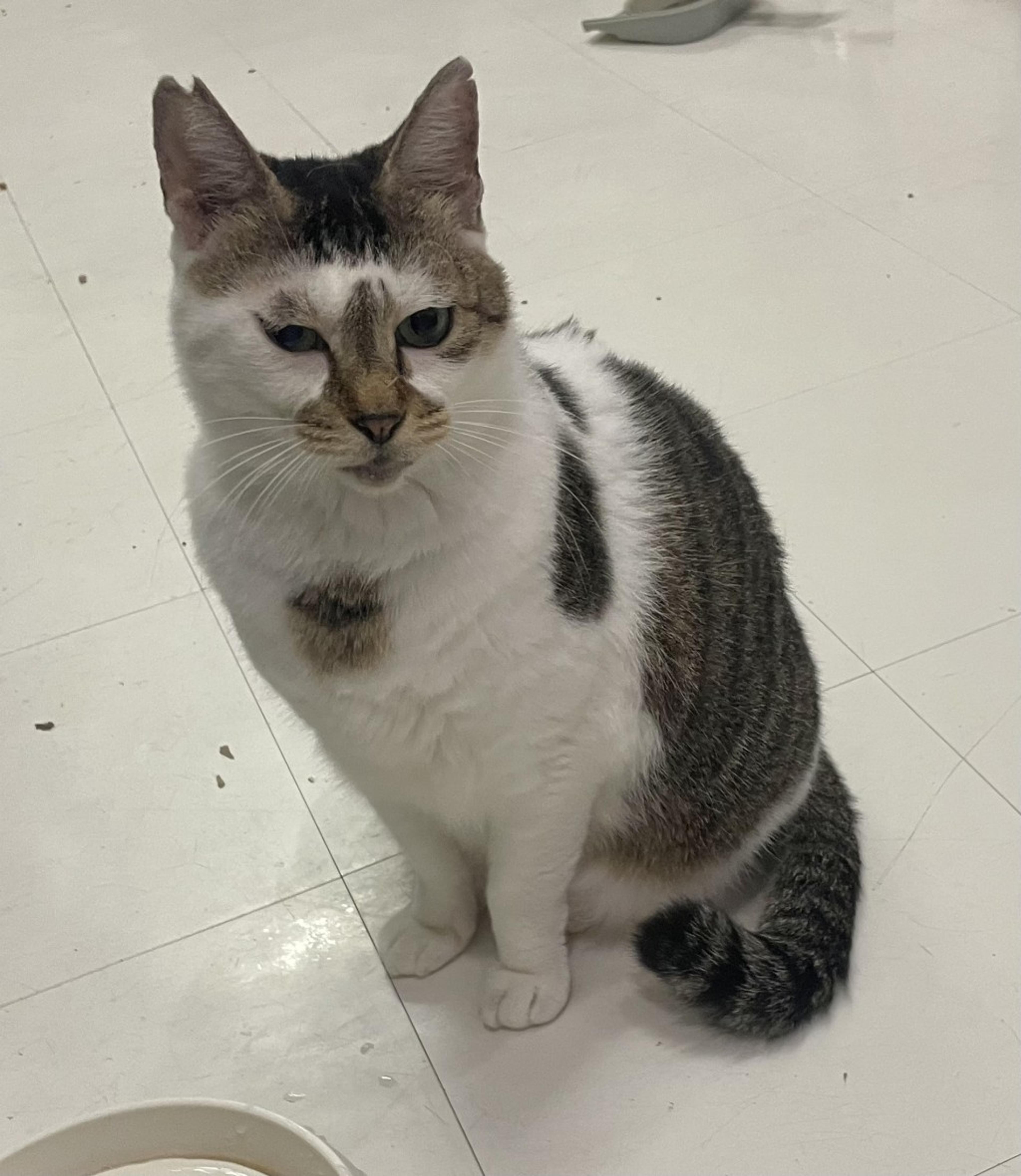 pet-image-2