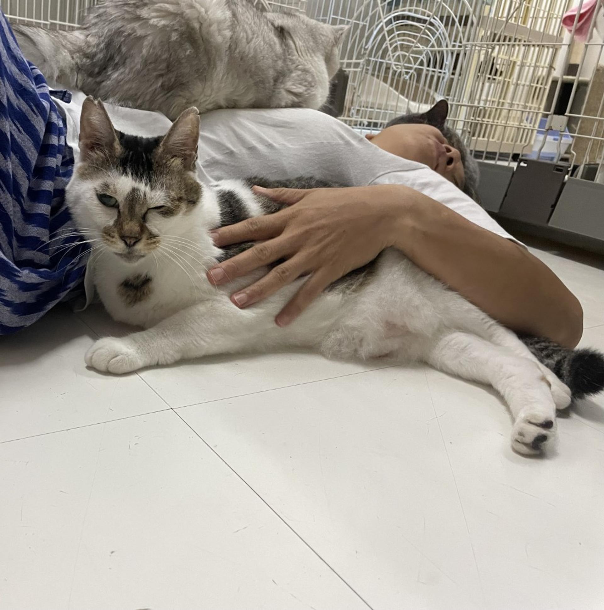 pet-image-3
