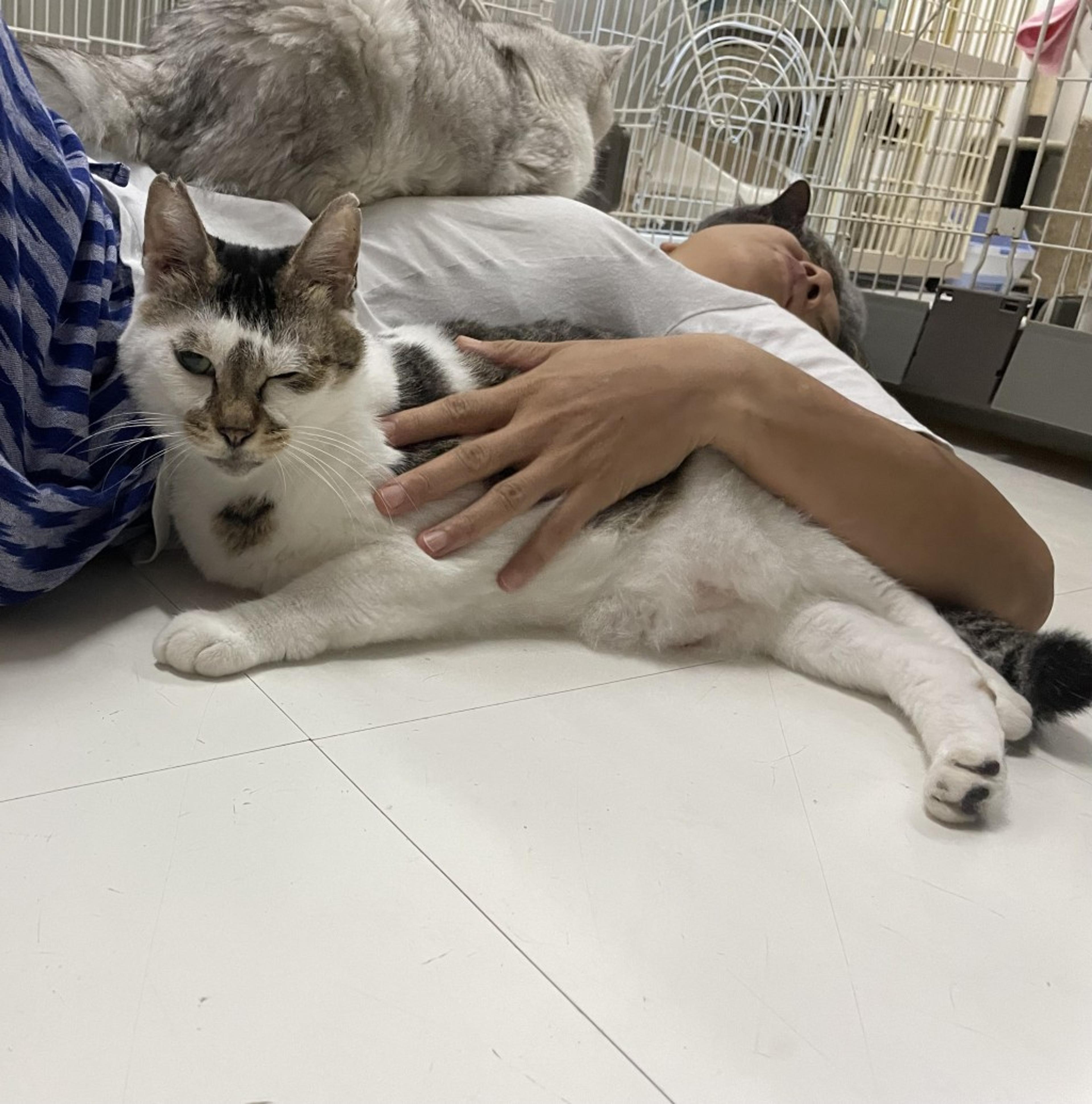 pet-image-3