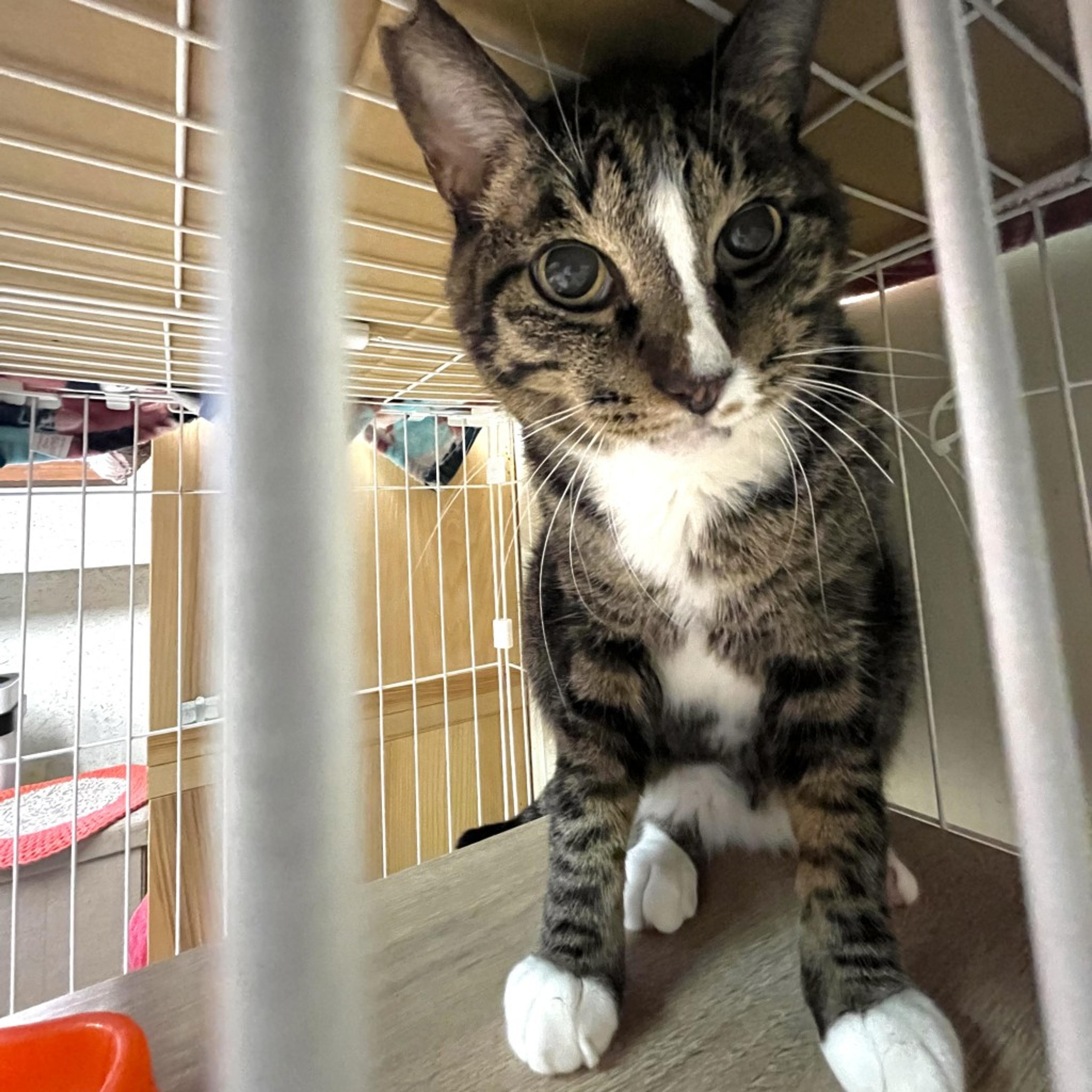 pet-image-4