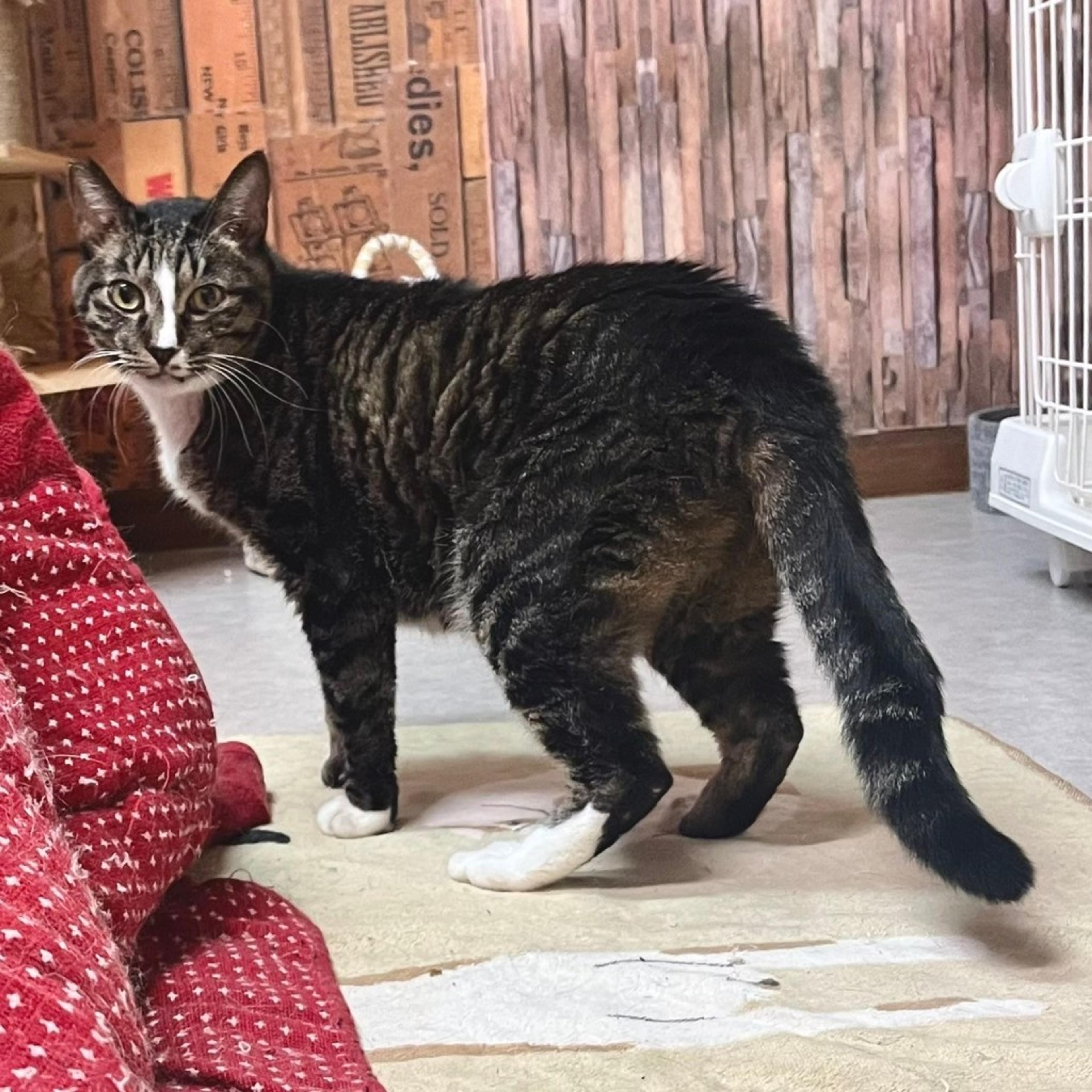 pet-image-2
