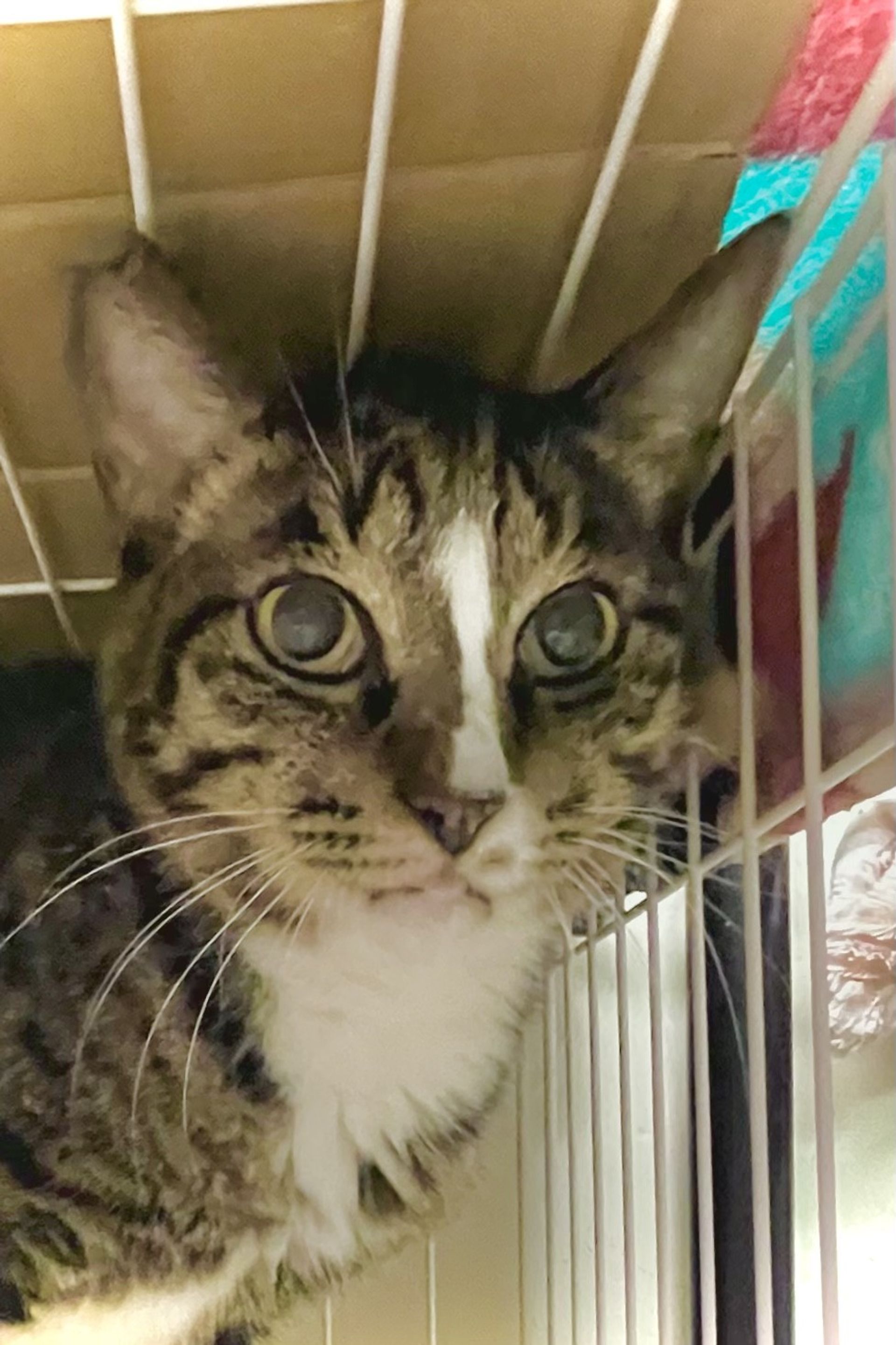 雑種（ミックス猫）・オスの里親募集の写真