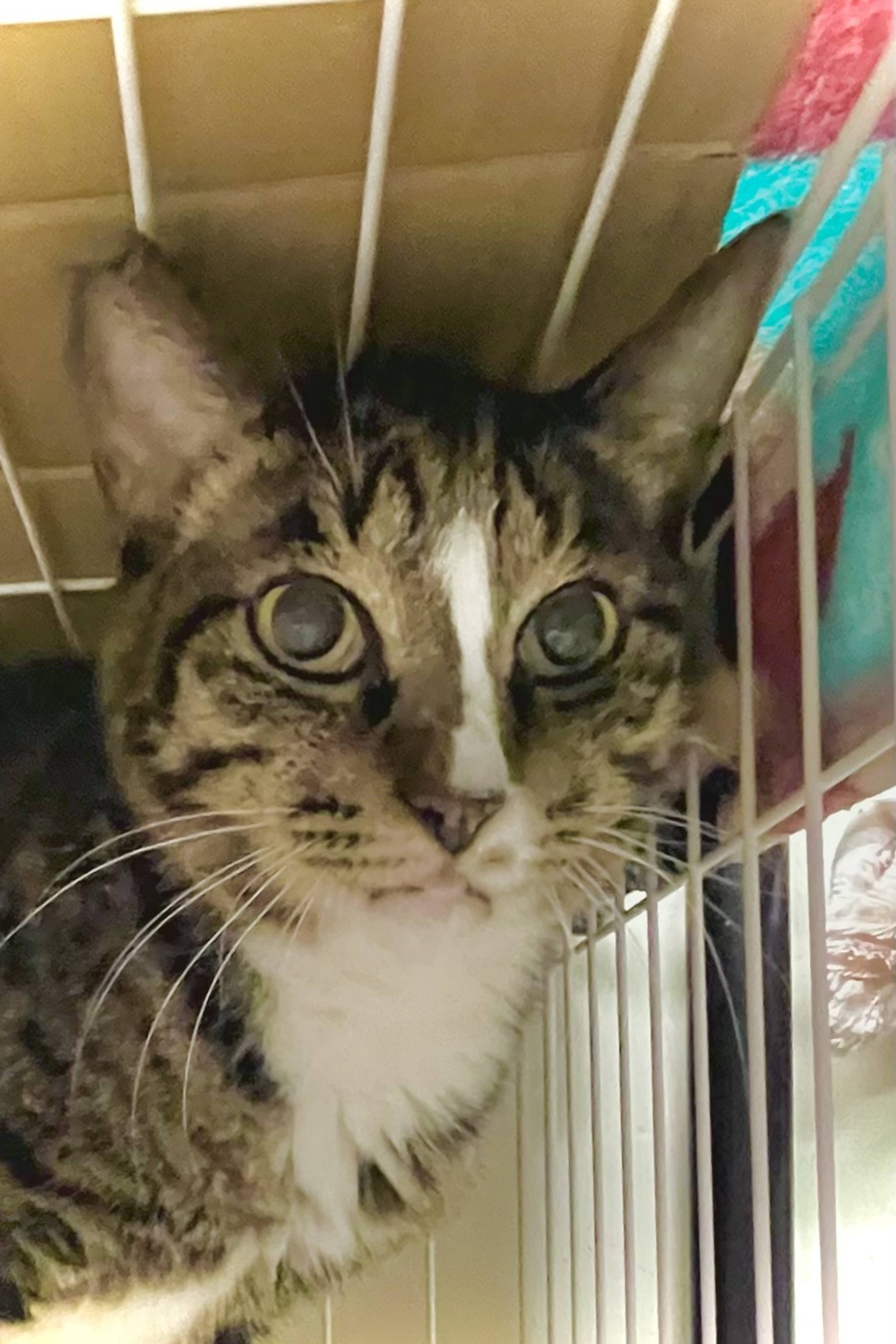 雑種（ミックス猫）・オスの里親募集の写真