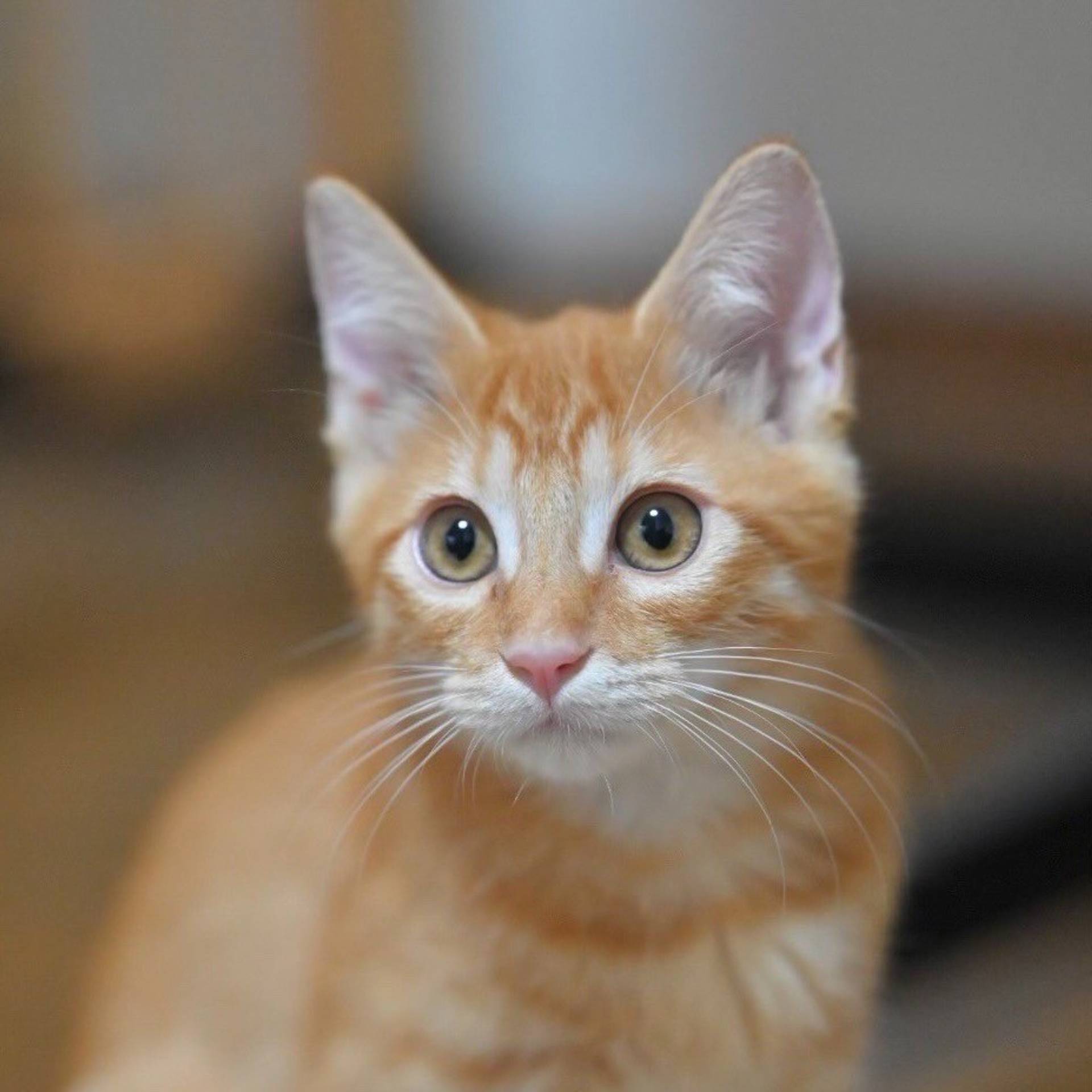 雑種（ミックス猫）・メスの里親募集の写真