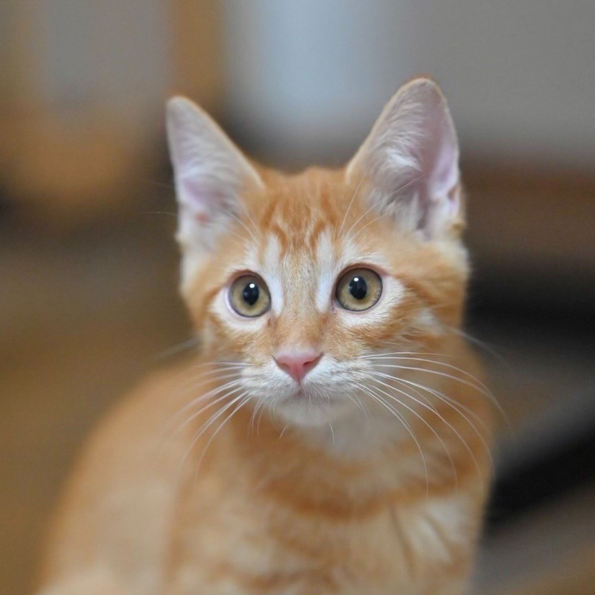 雑種（ミックス猫）・メスの里親募集の写真