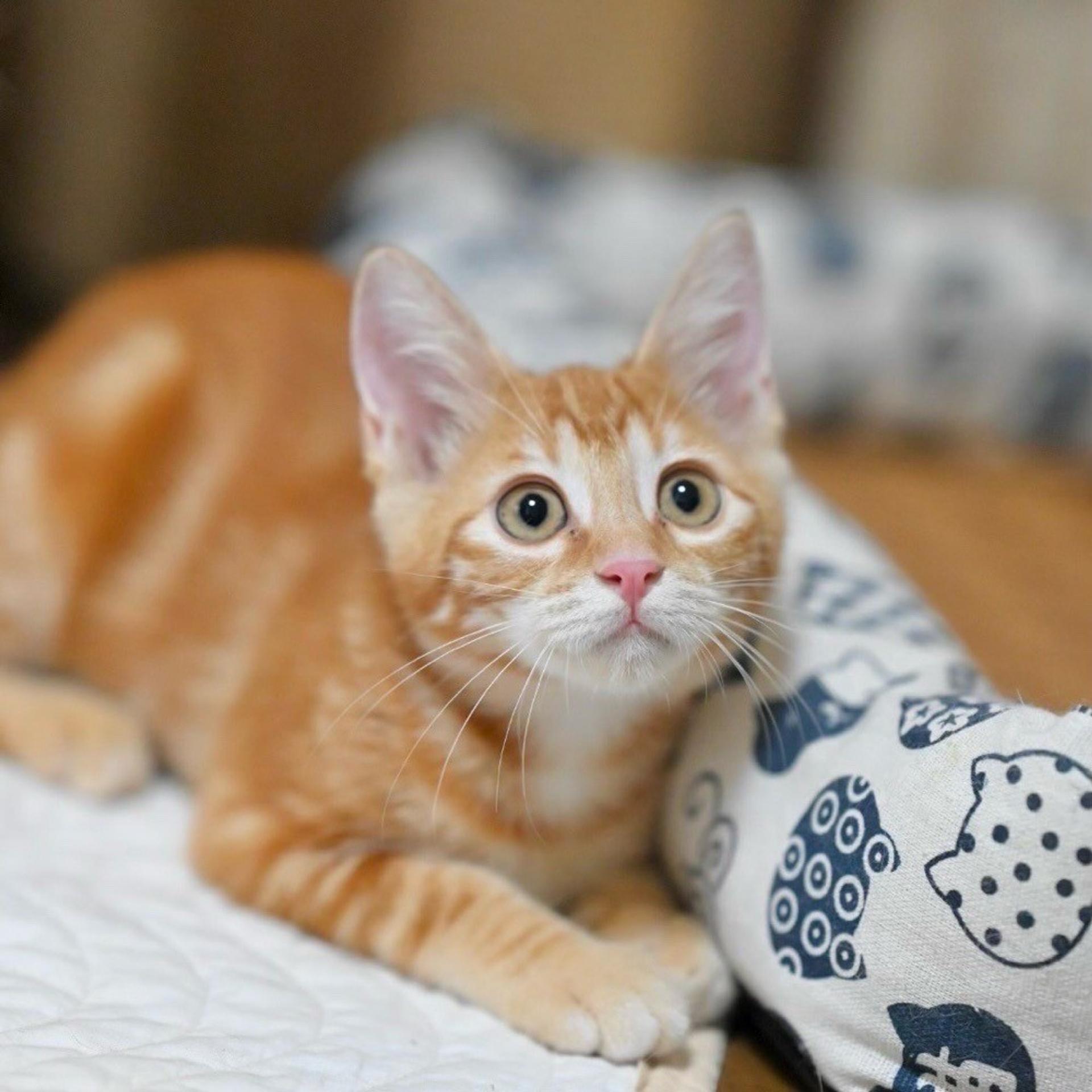 pet-image-3