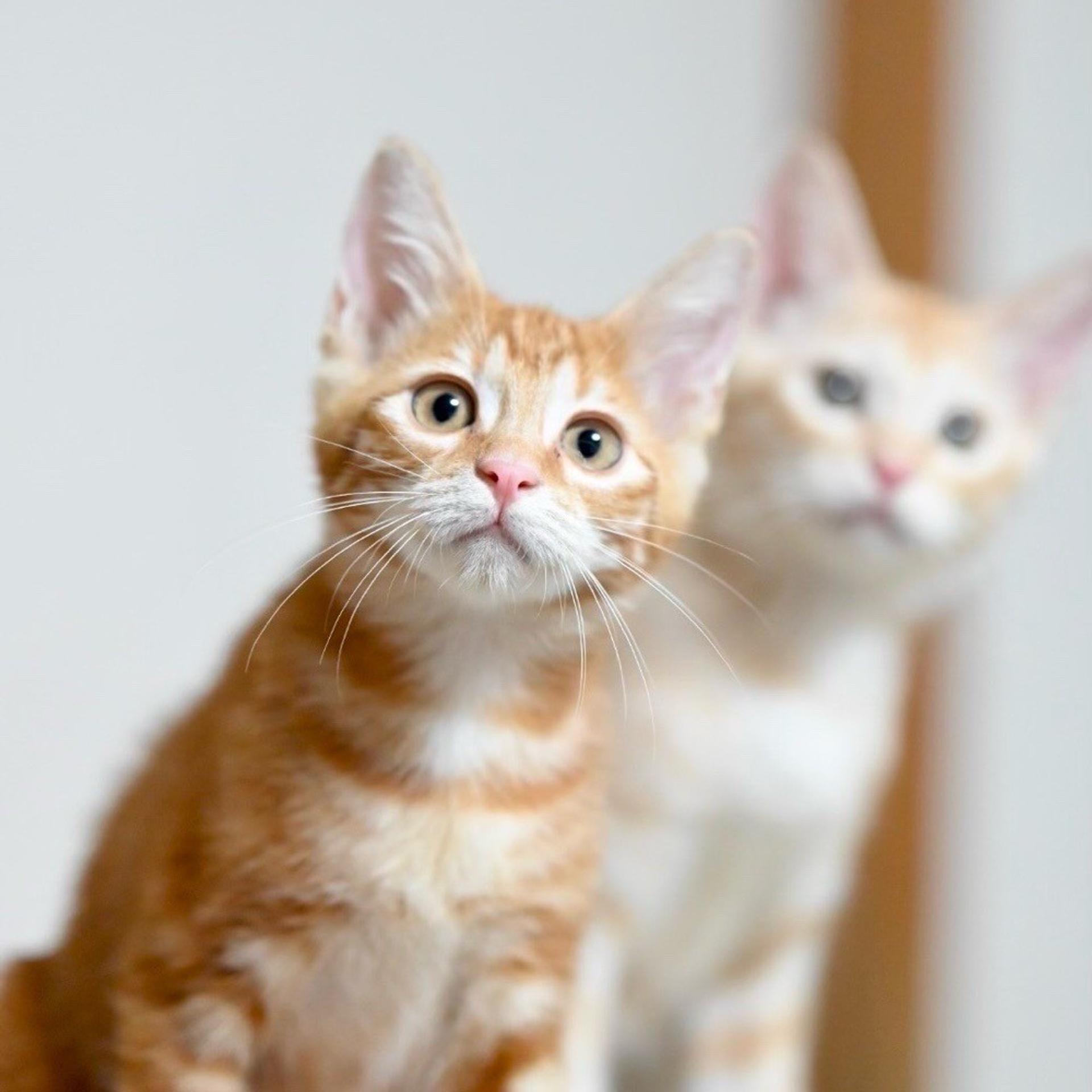 pet-image-4