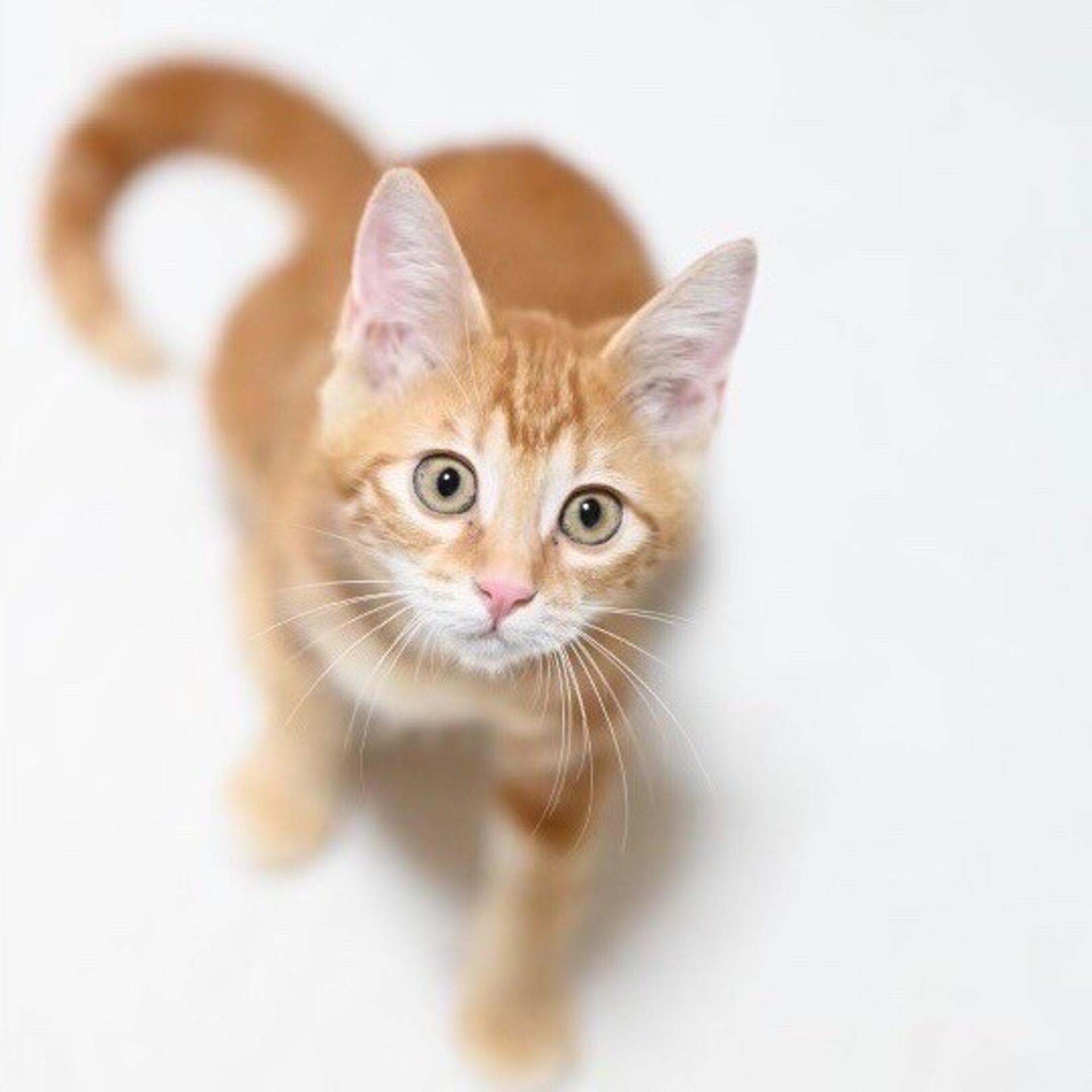 pet-image-5