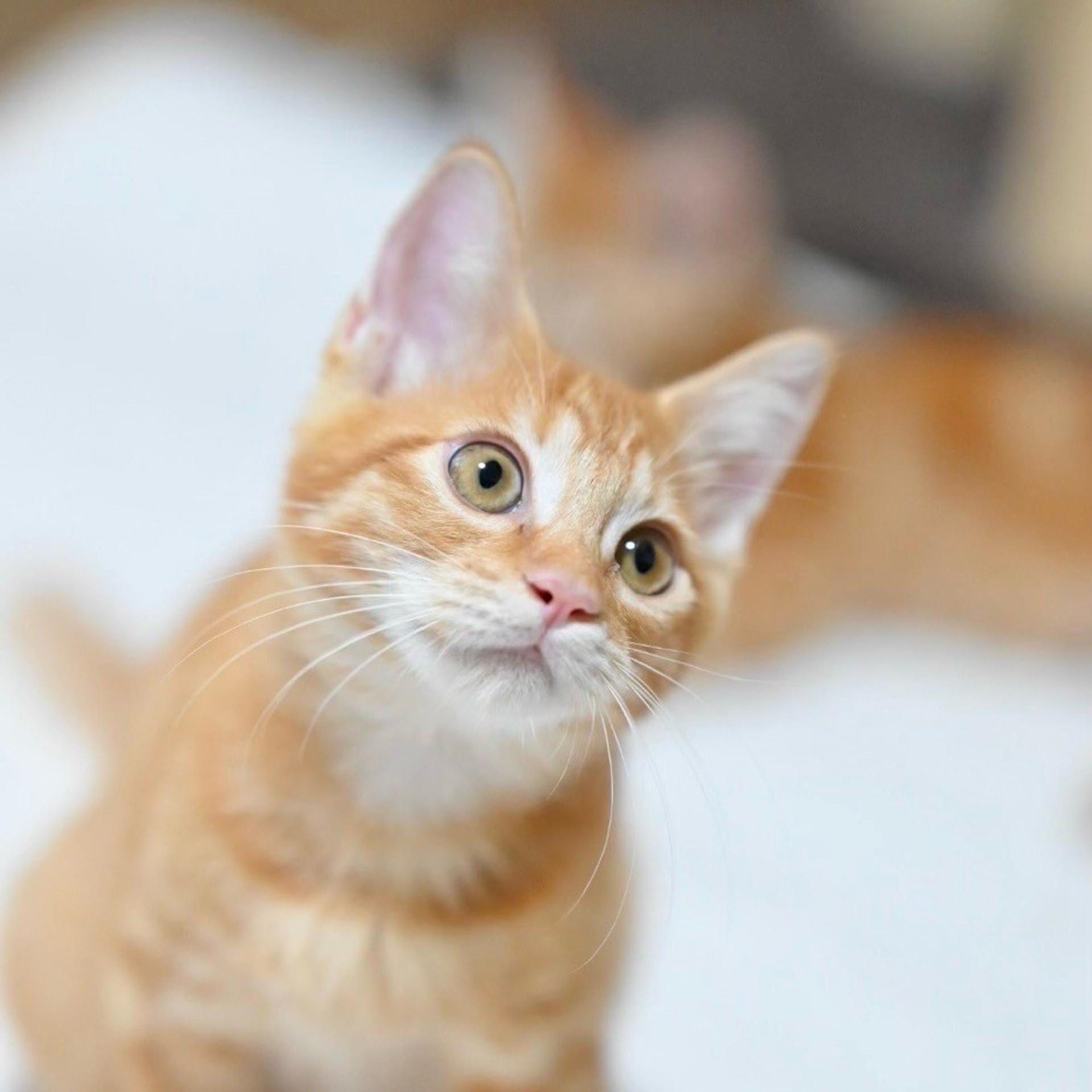 pet-image-6