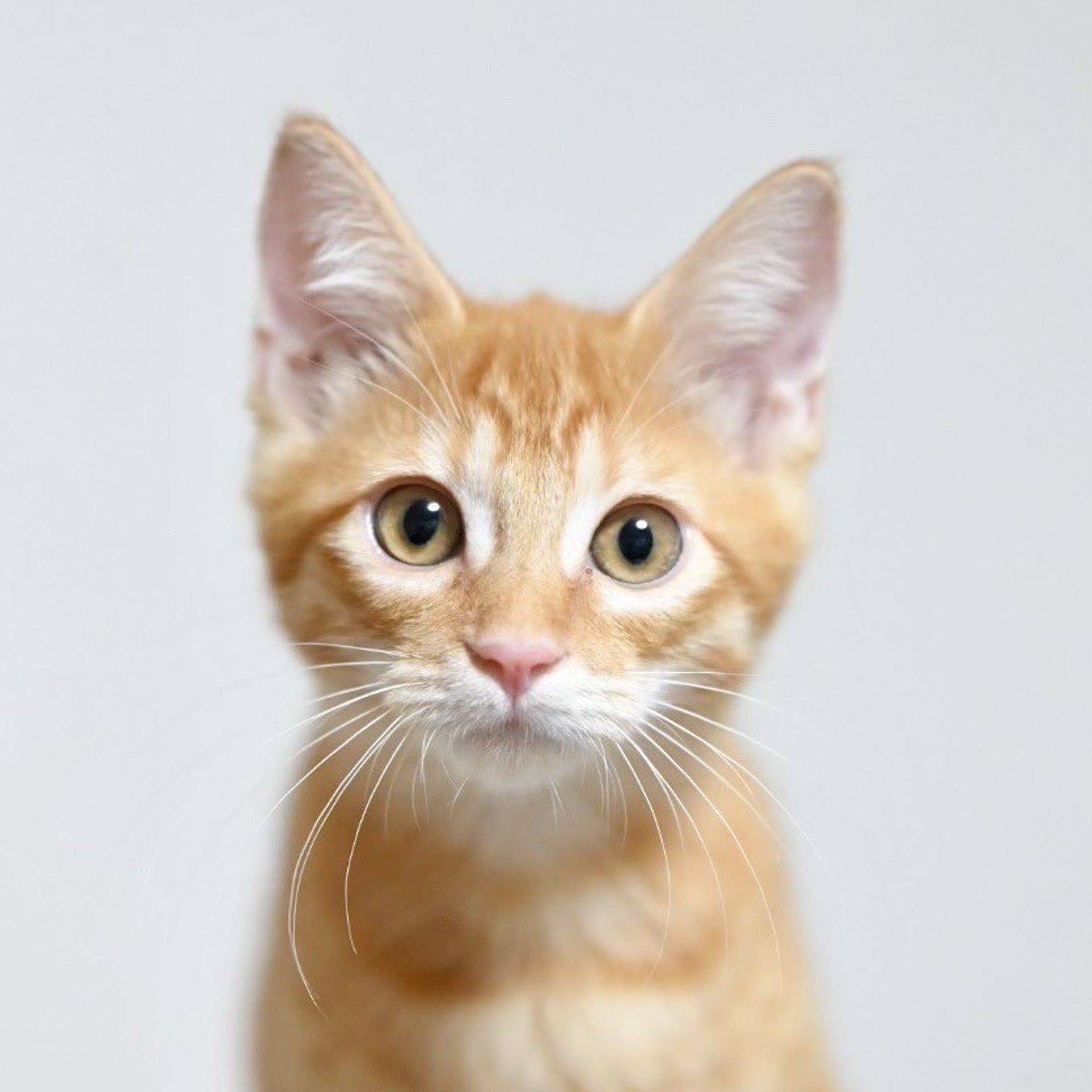 雑種（ミックス猫）・メスの里親募集の写真