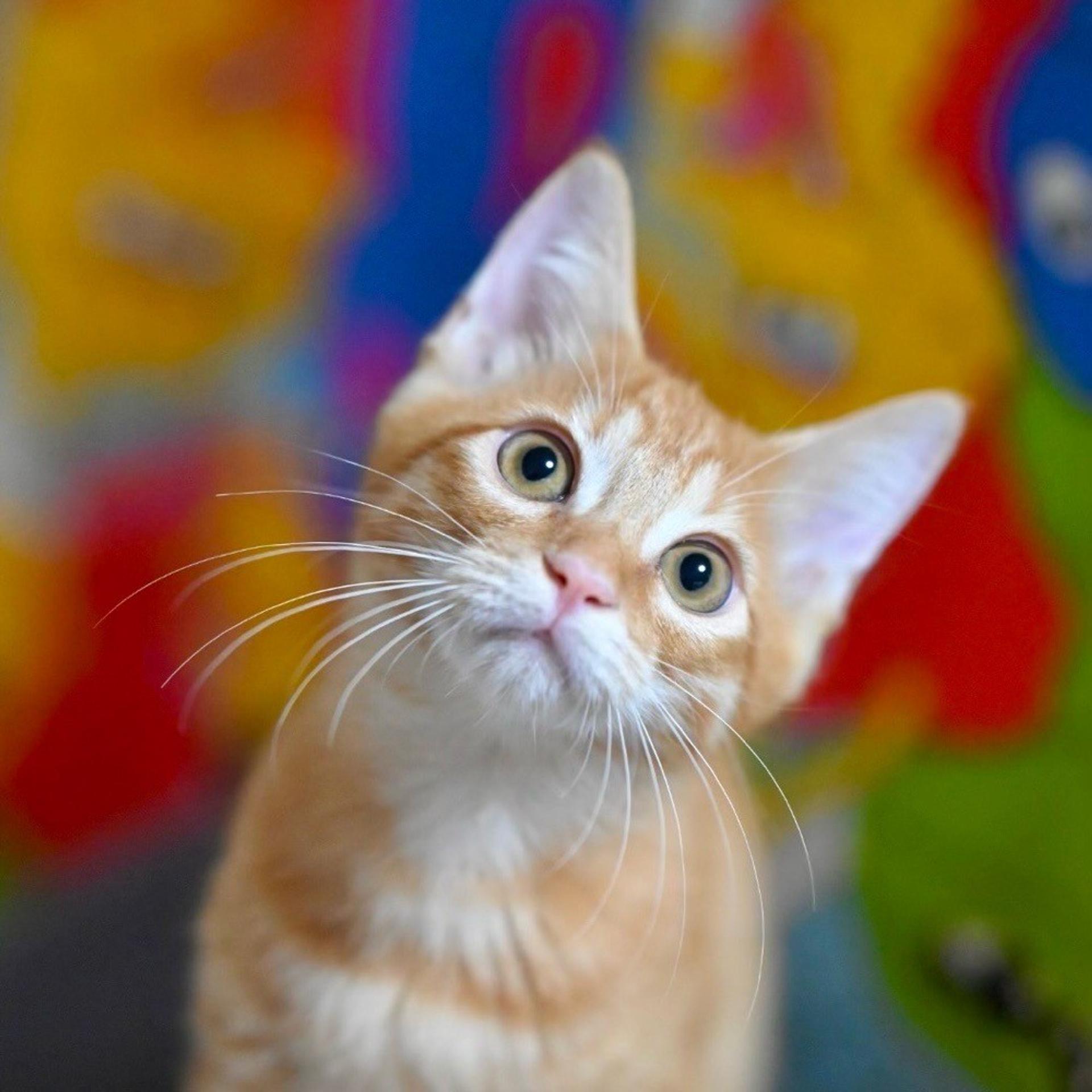 pet-image-3