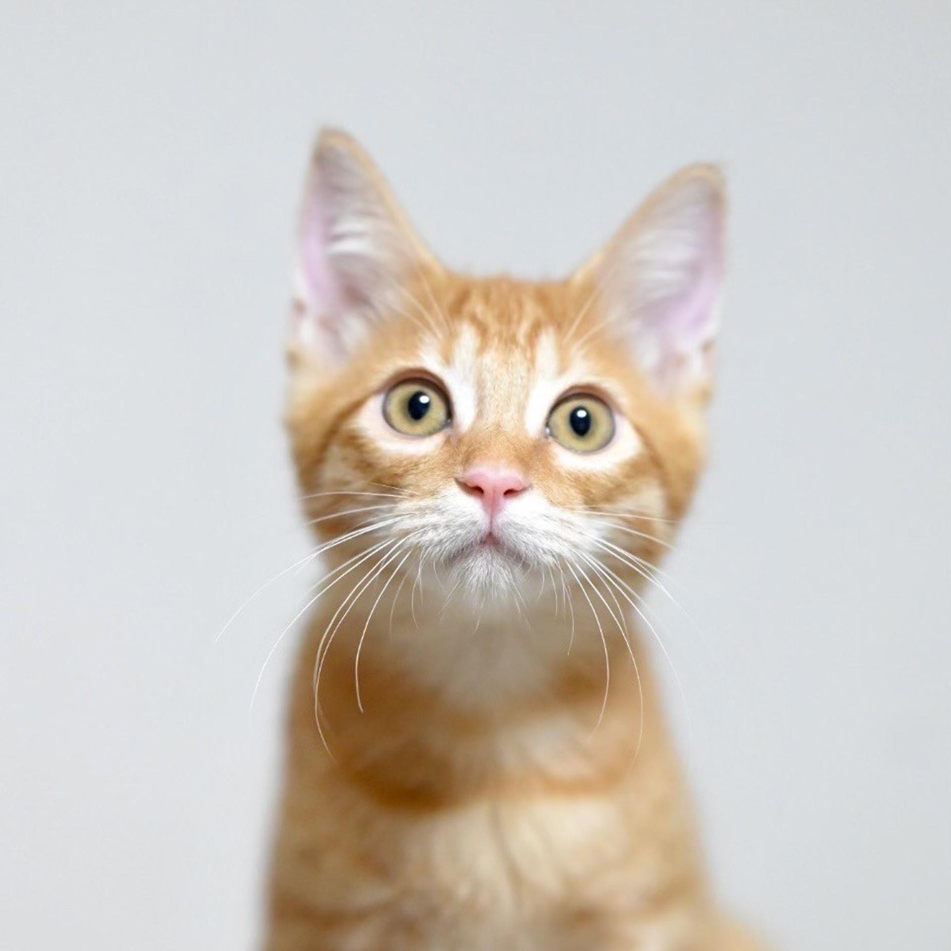 pet-image-4