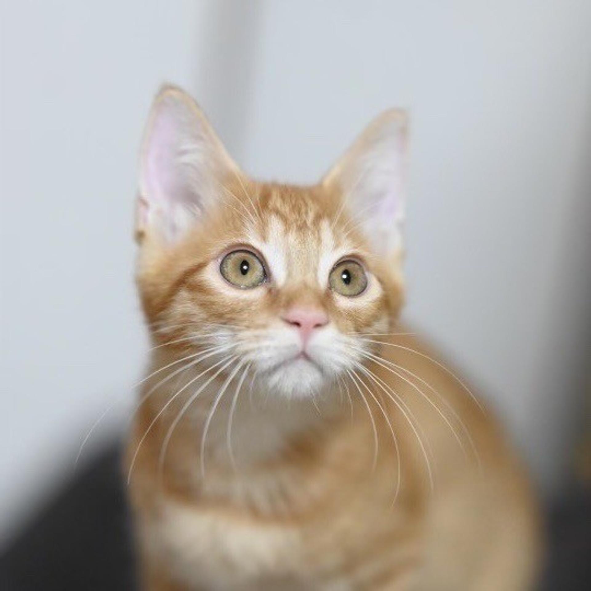 pet-image-5