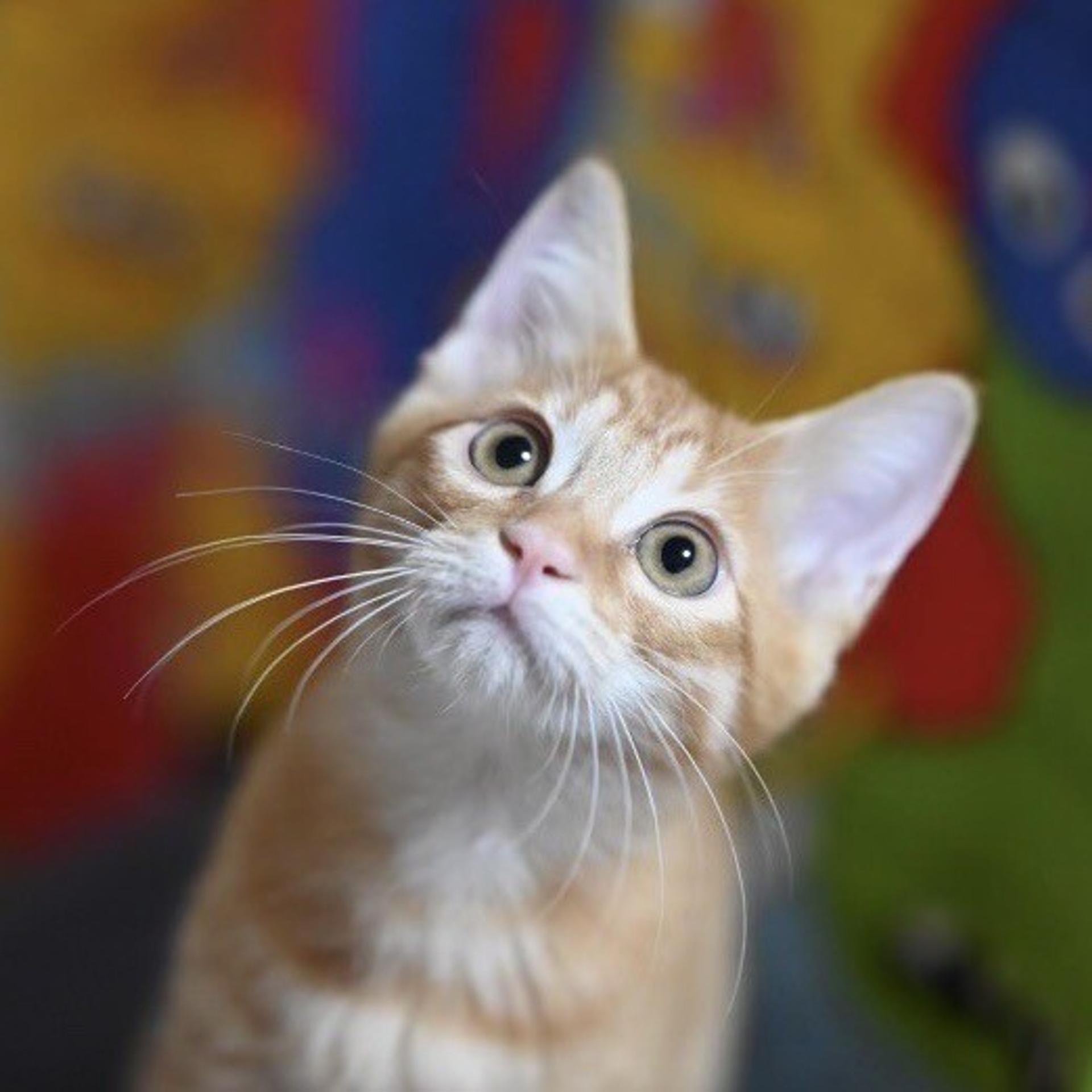pet-image-6