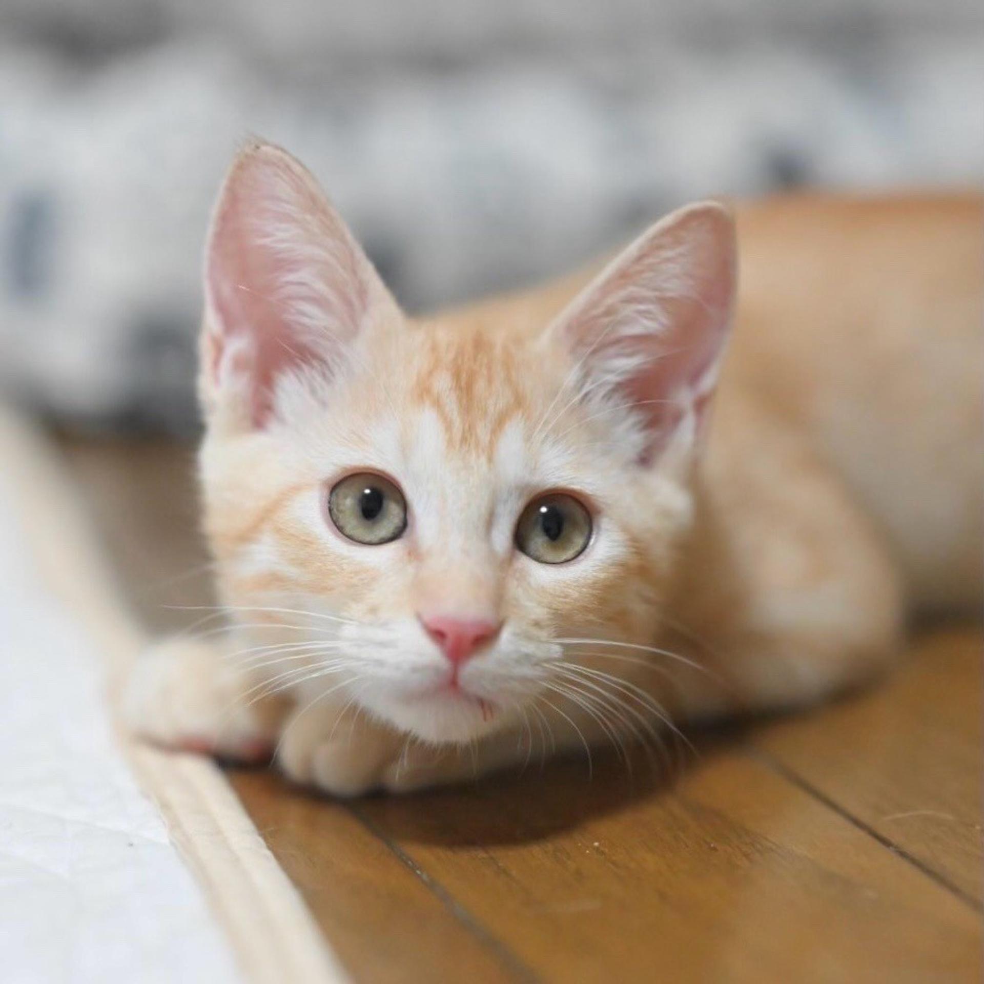pet-image-3