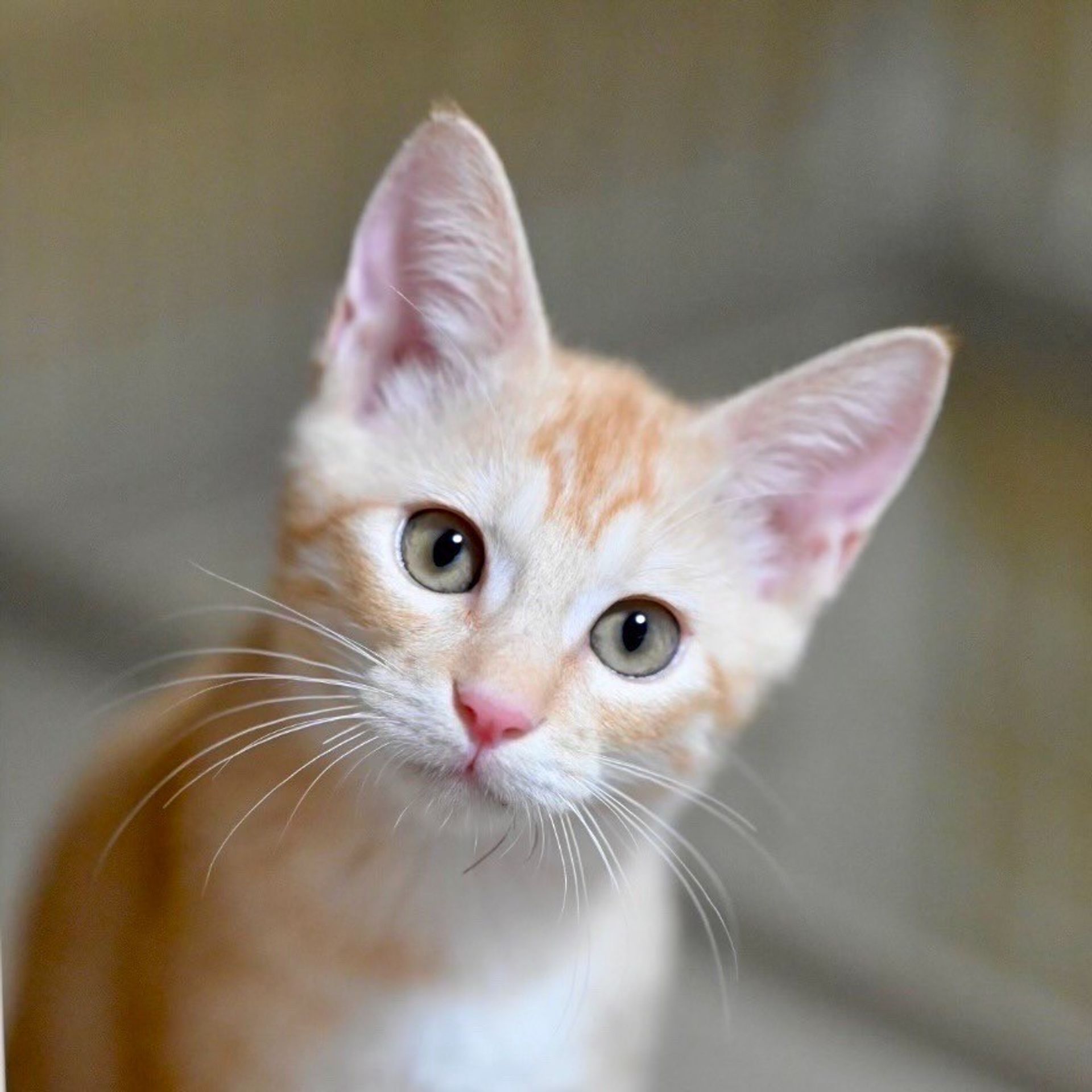雑種（ミックス猫）・メスの里親募集の写真