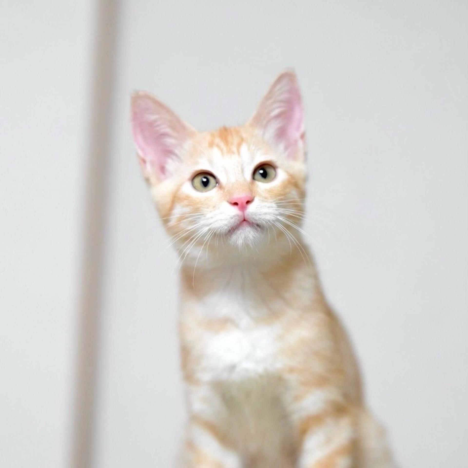pet-image-4