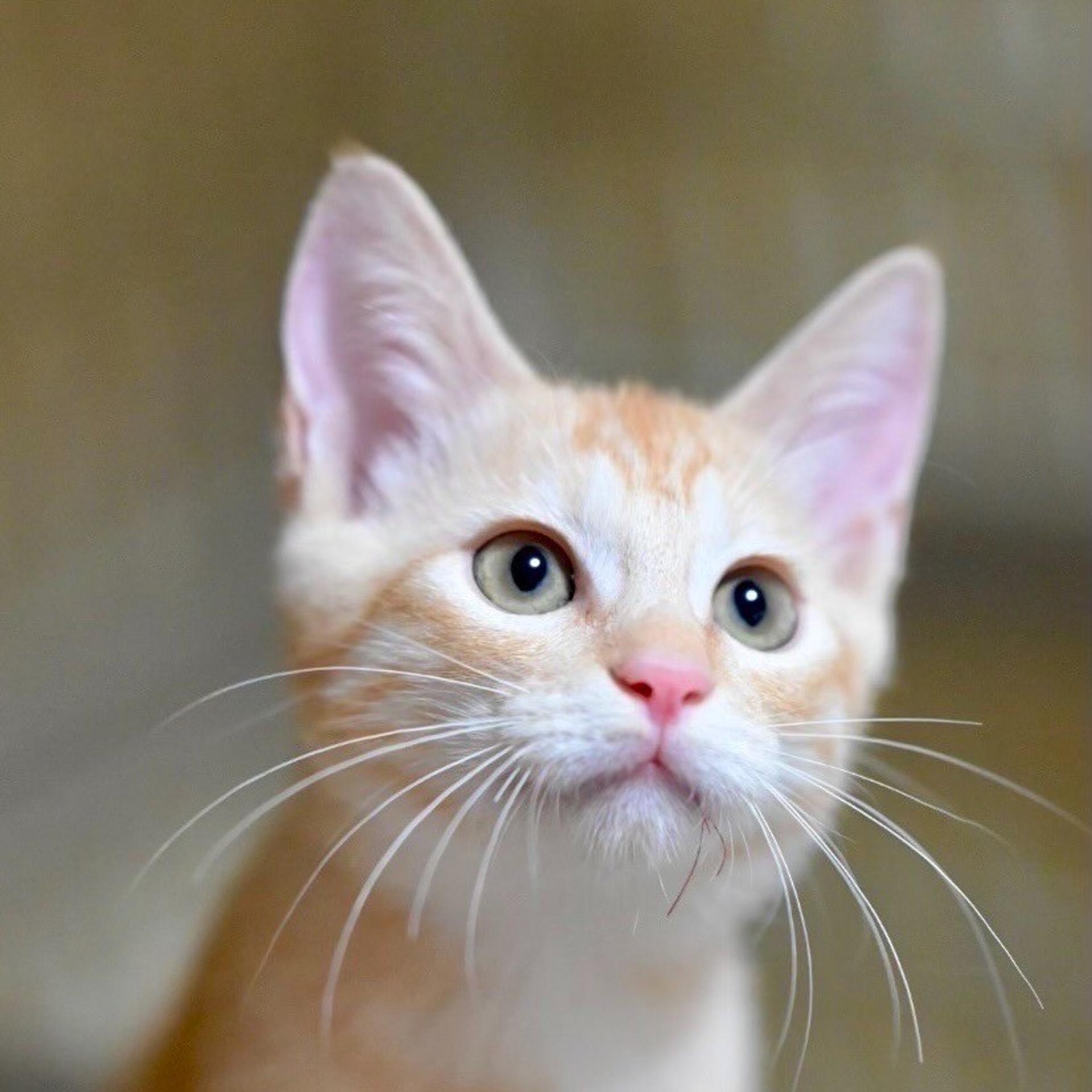 pet-image-5