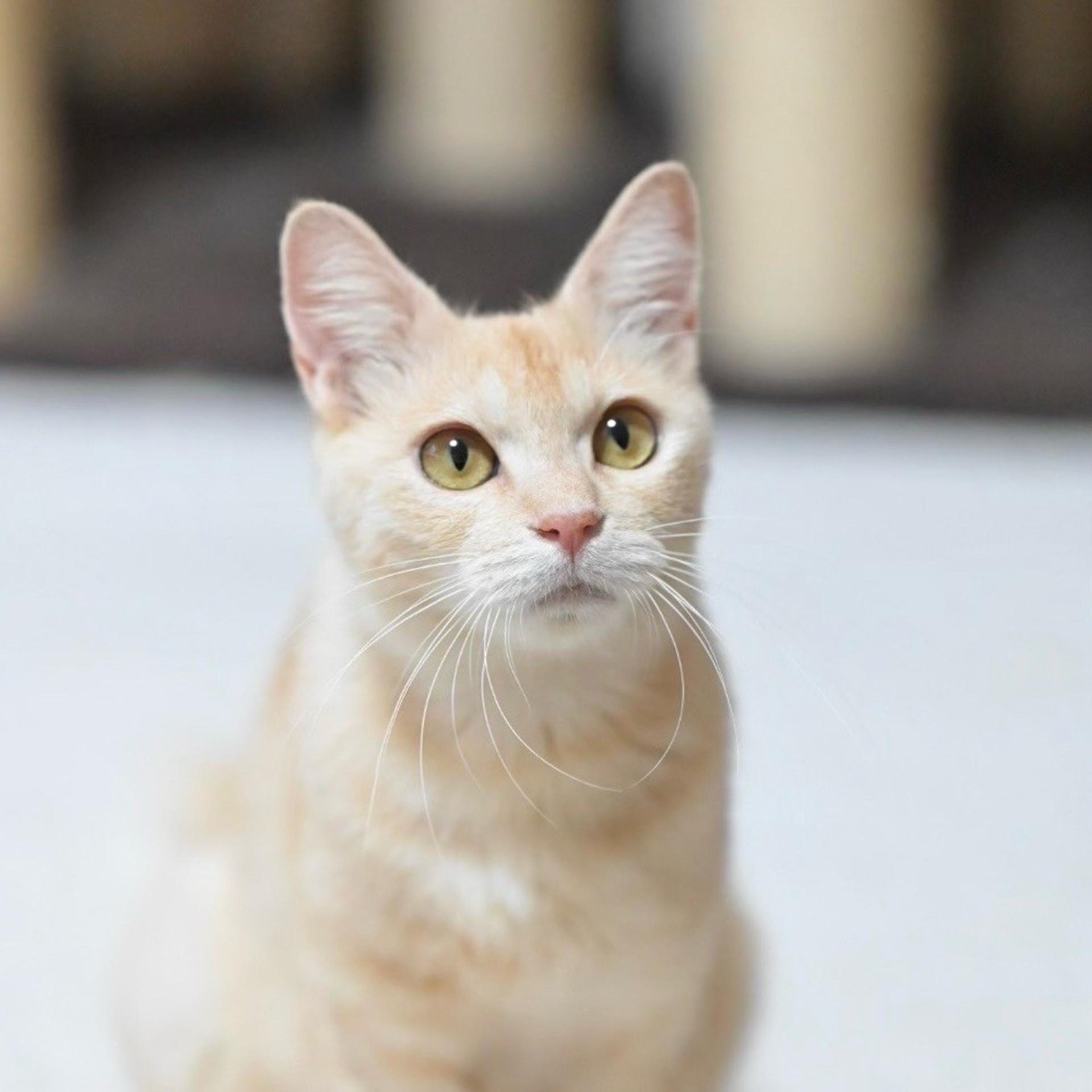 pet-image-4