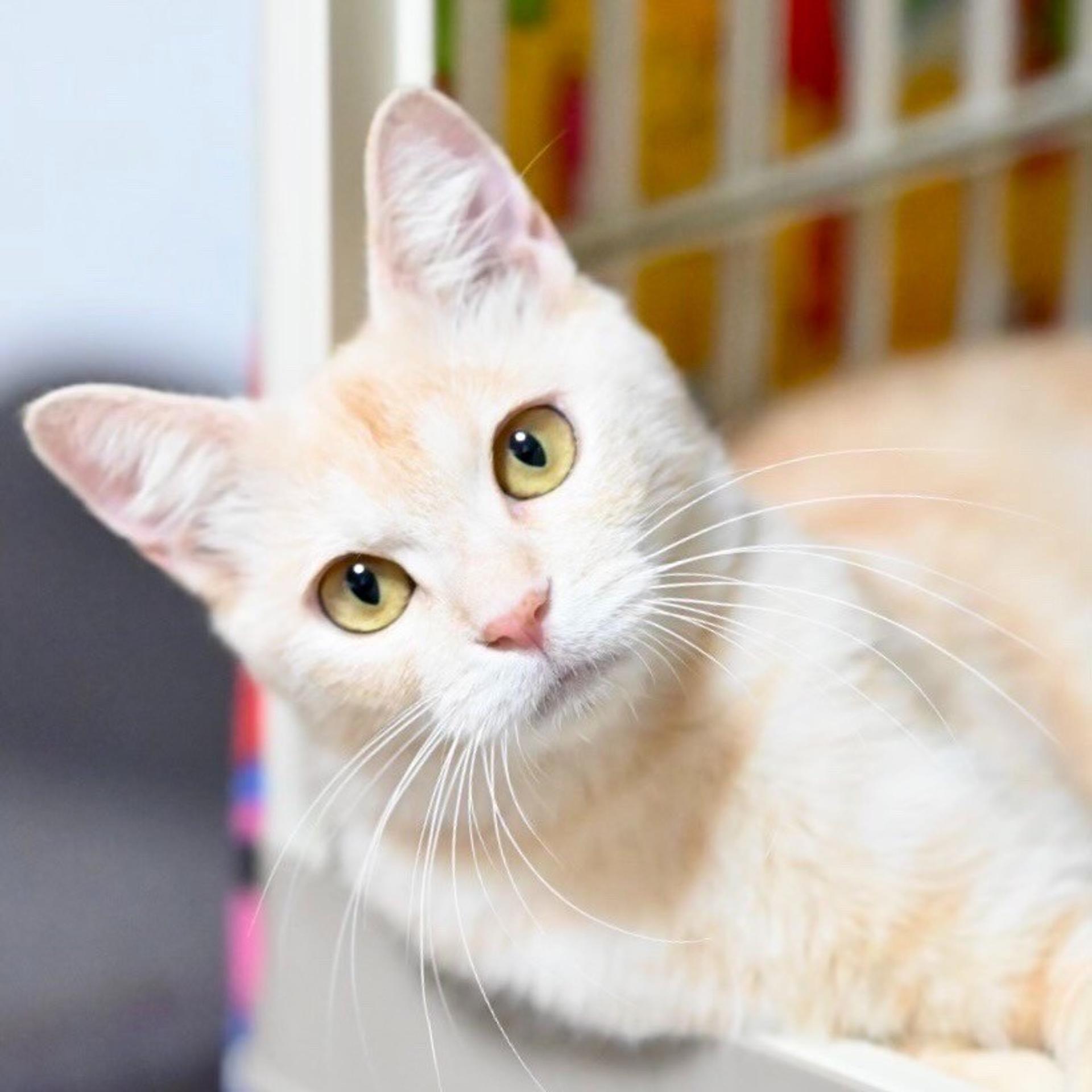 pet-image-5