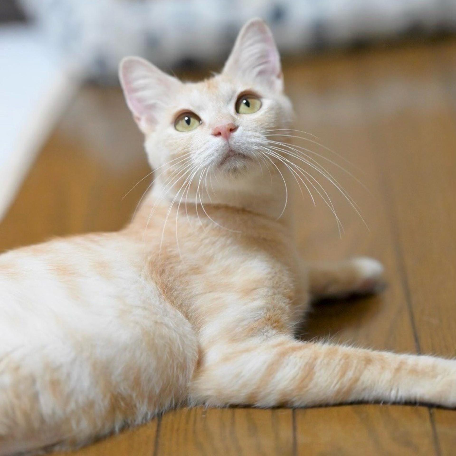 pet-image-6